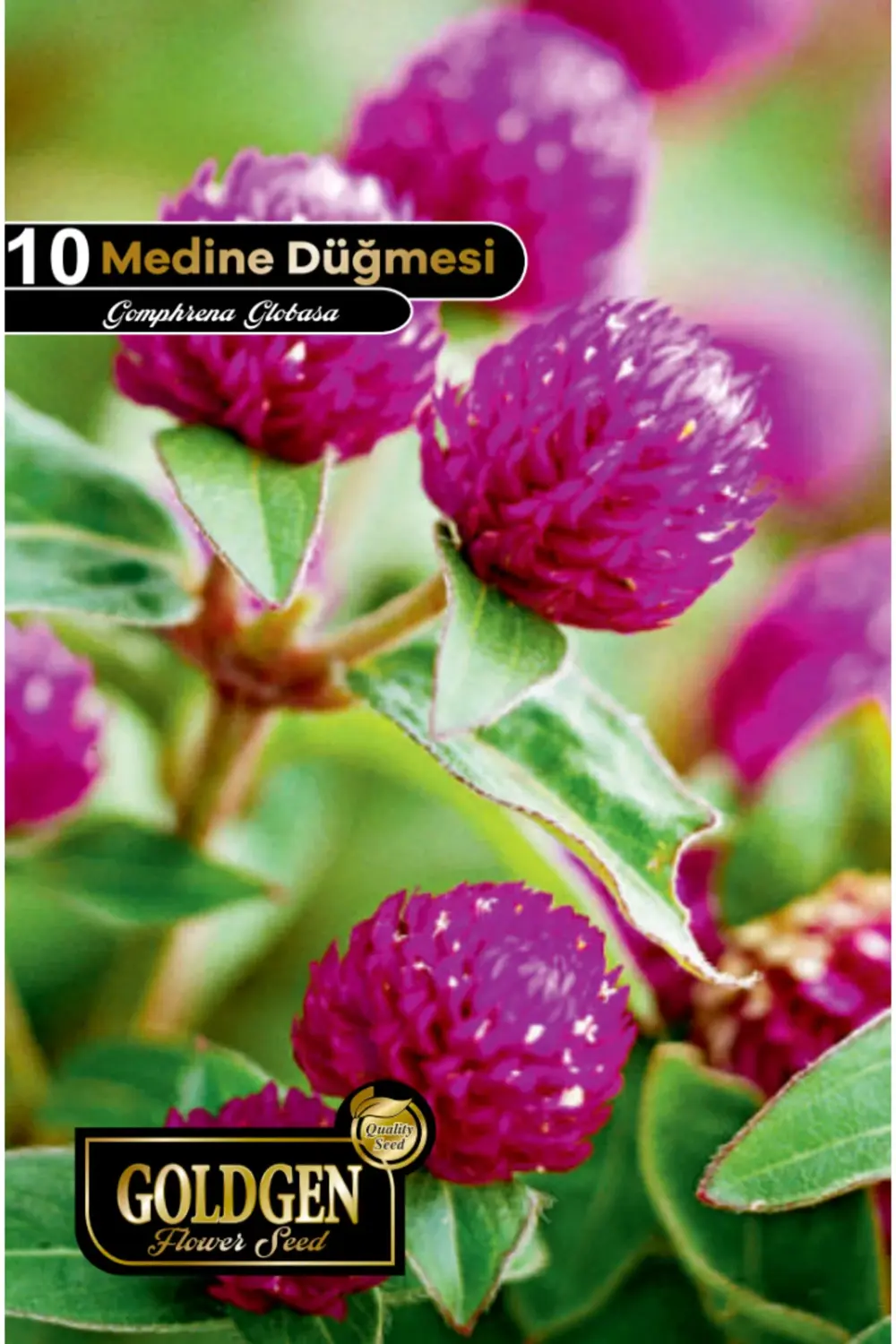 Medine Düğmesi Tohumu