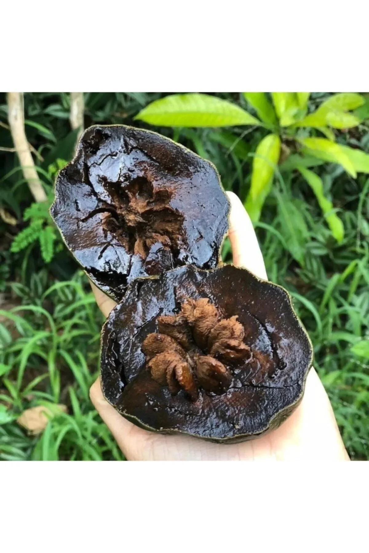 Mersin Tüplü Nadir Çikolata Meyvesi Black Sapote Ağacı Fidanı(40-60 Cm)