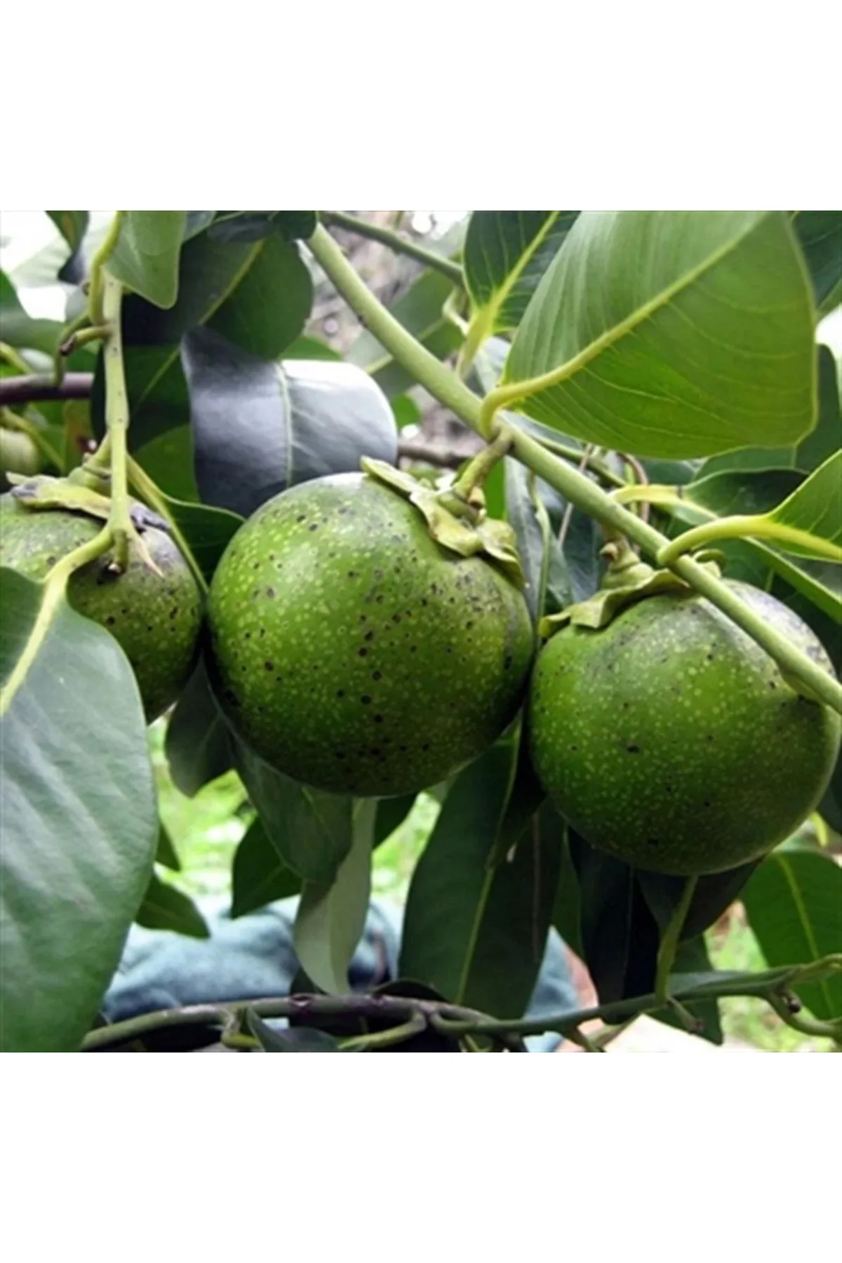 Mersin Tüplü Nadir Çikolata Meyvesi Black Sapote Ağacı Fidanı(40-60 Cm)