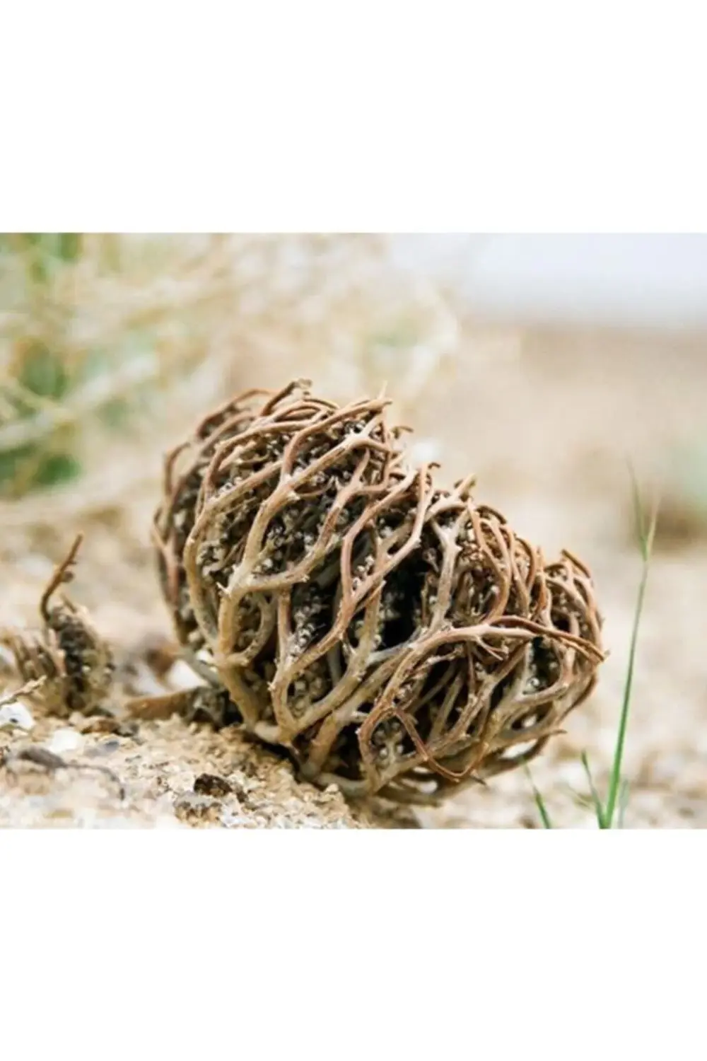 Meryem Ana Otu Fatma Ana Eli 1 Adet