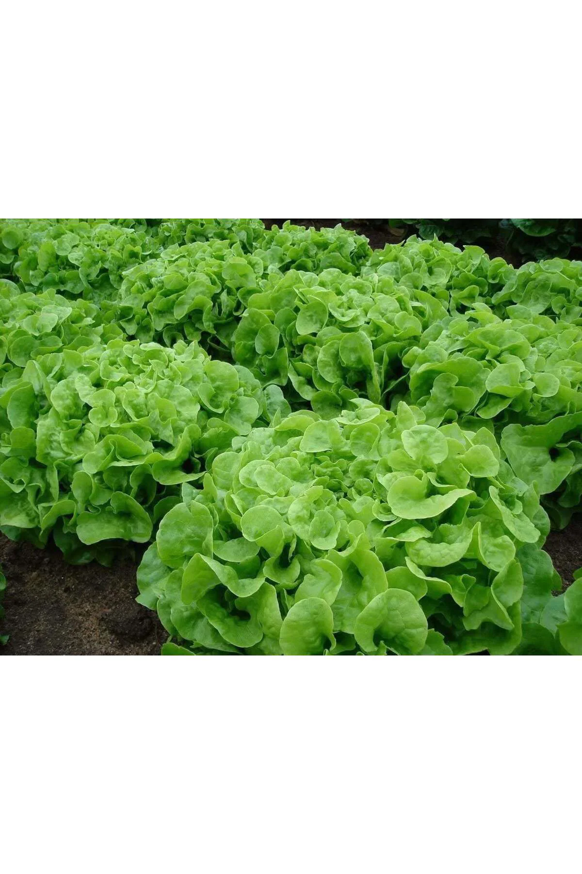 Meşe yaprak marul tohumu atalık oak leaf lettuce