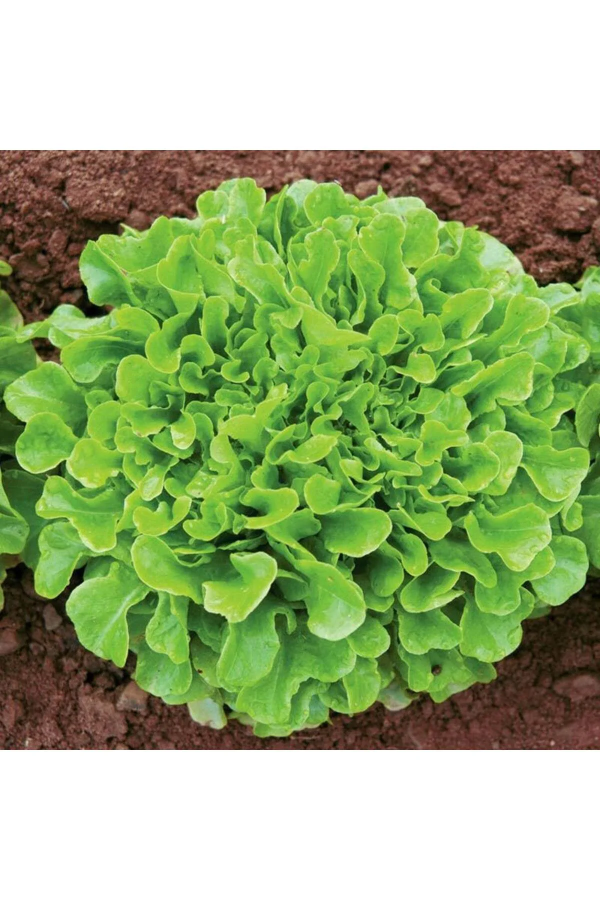 Meşe yaprak marul tohumu atalık oak leaf lettuce
