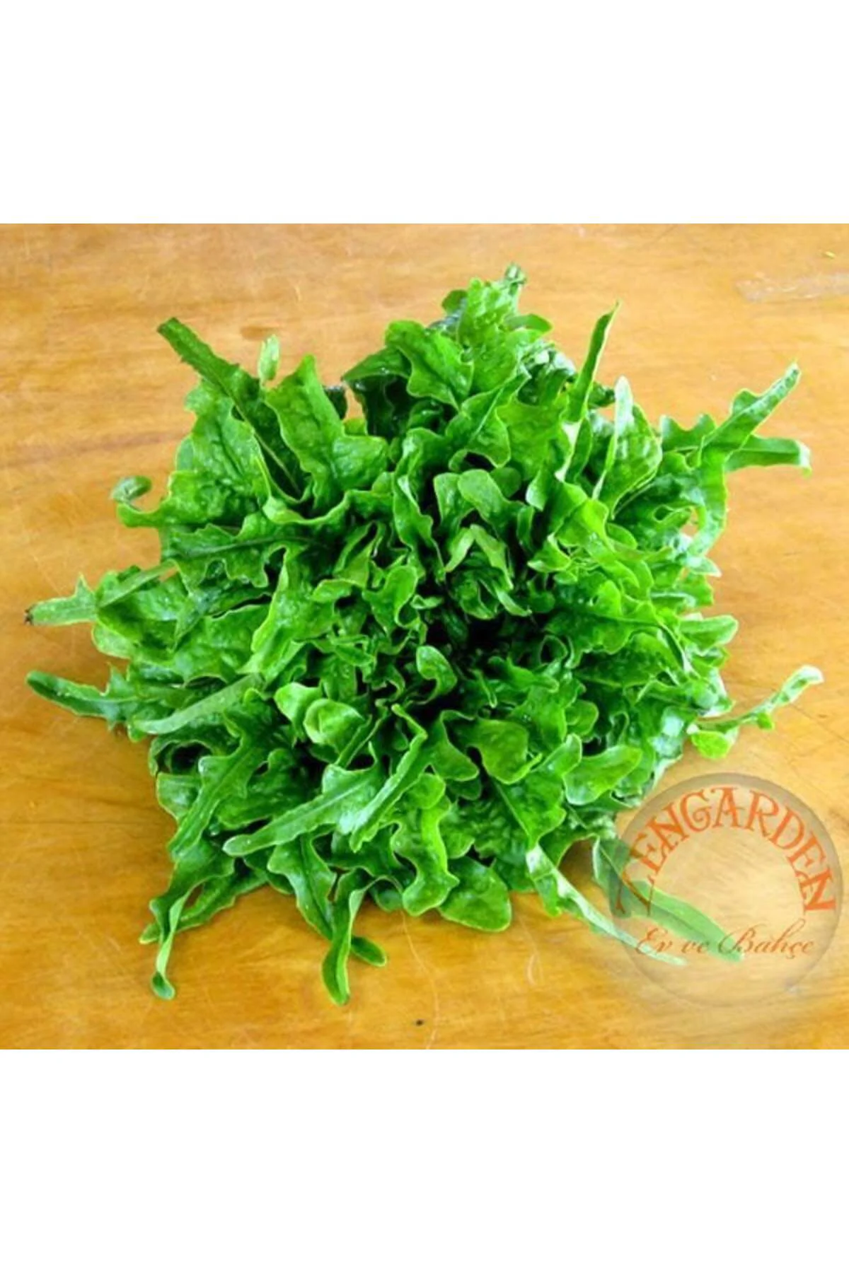 Meşe yaprak marul tohumu atalık oak leaf lettuce