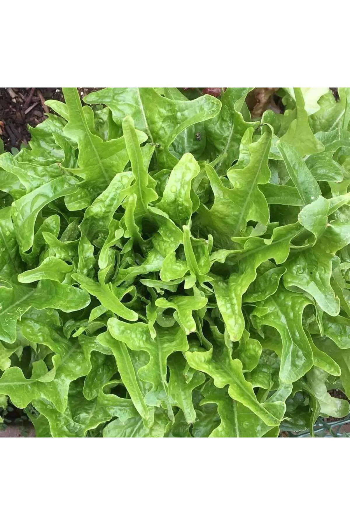 Meşe yaprak marul tohumu atalık oak leaf lettuce