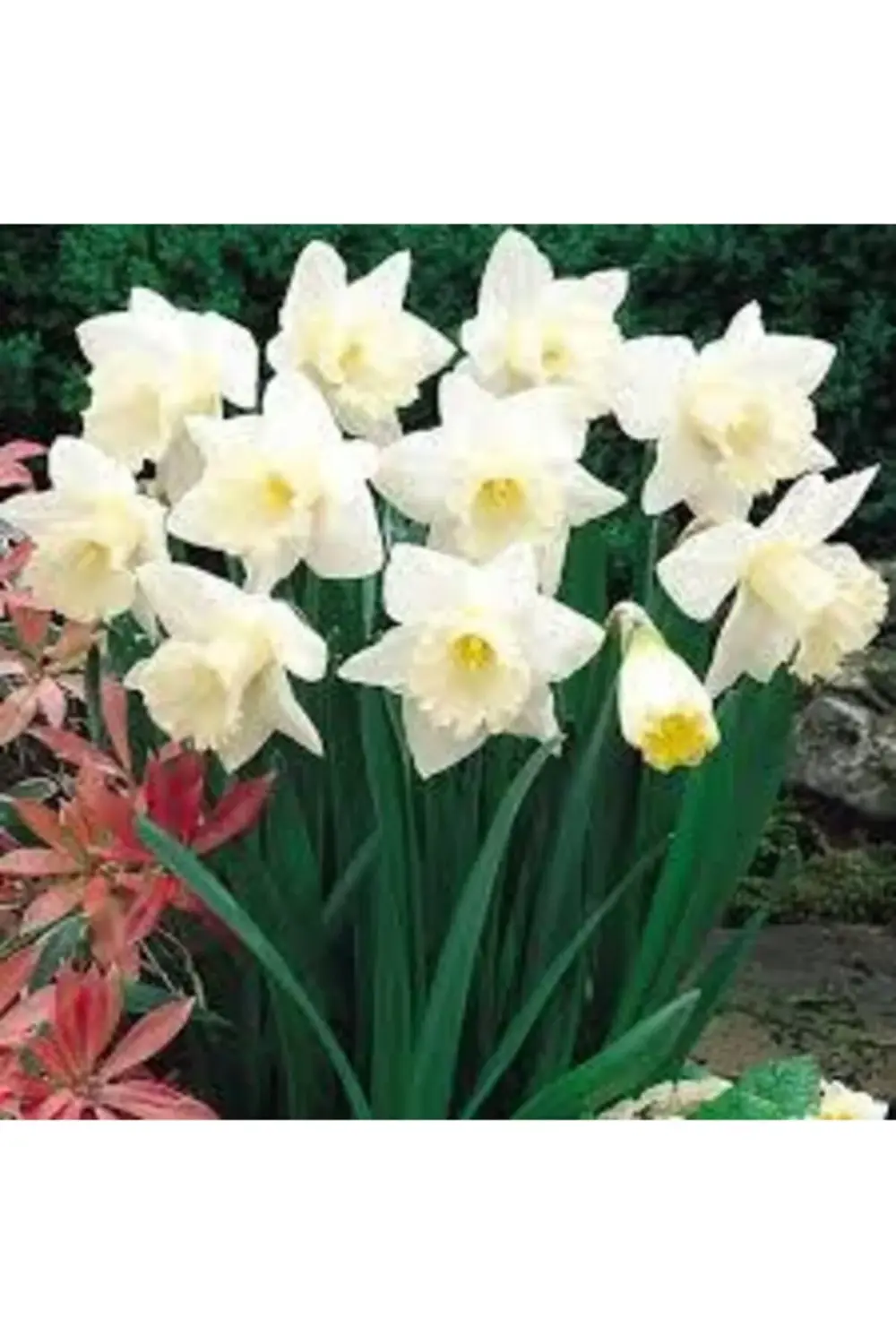 Meşhur Karaburun Nergiz Soğanı 5 Adet