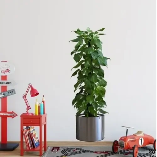Mey İthalat® Saksılı Bitki Tasarımlı Yapışkanlı Sticker Resim 90*