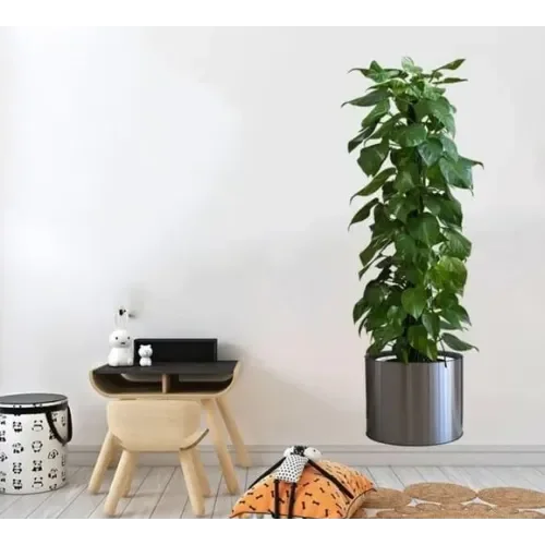 Mey İthalat® Saksılı Bitki Tasarımlı Yapışkanlı Sticker Resim 90*