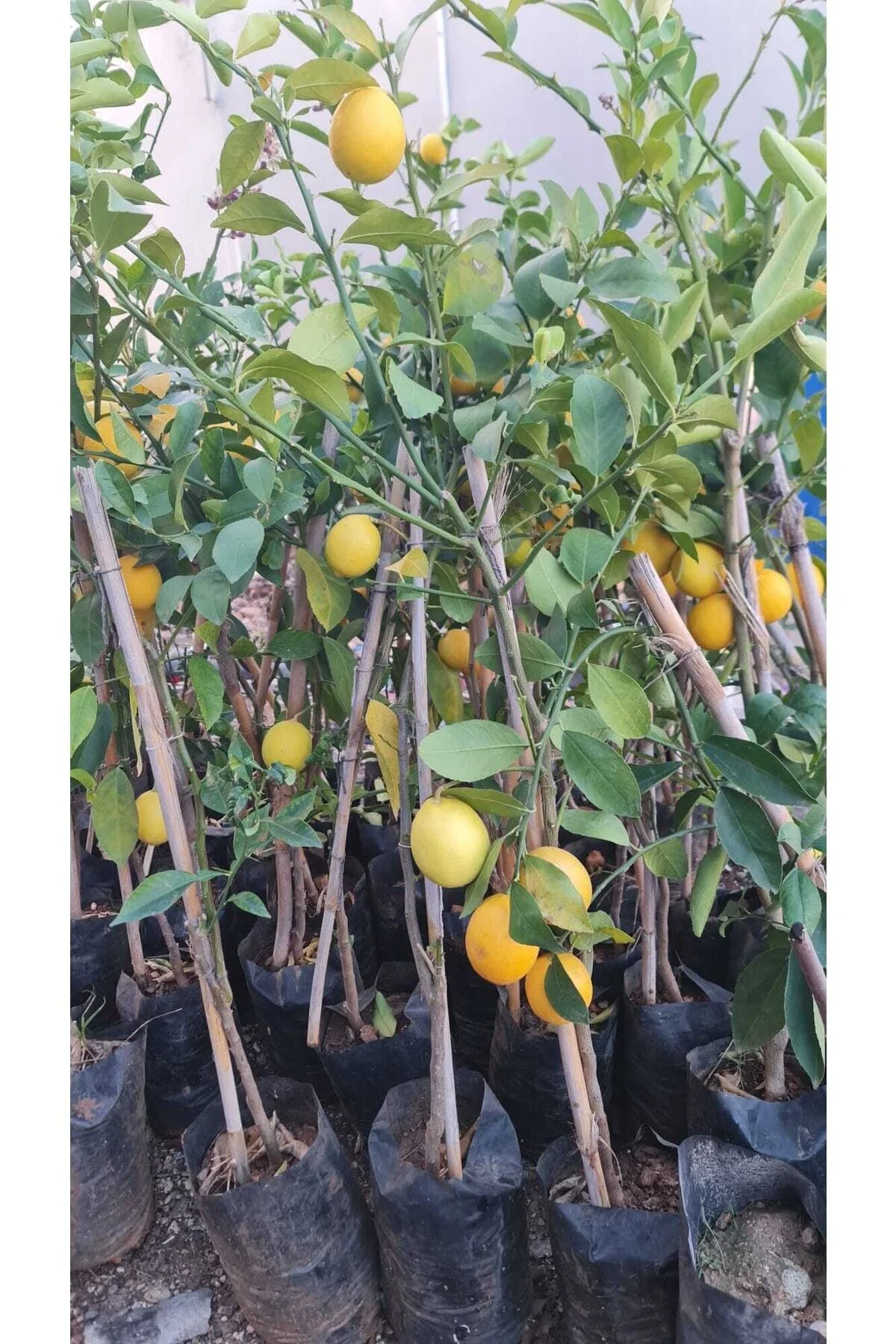 Meyveli Limon Tüplü 80 150 Cm Meyveli Limon Tüplü 80 150 Cm - Görsel 2