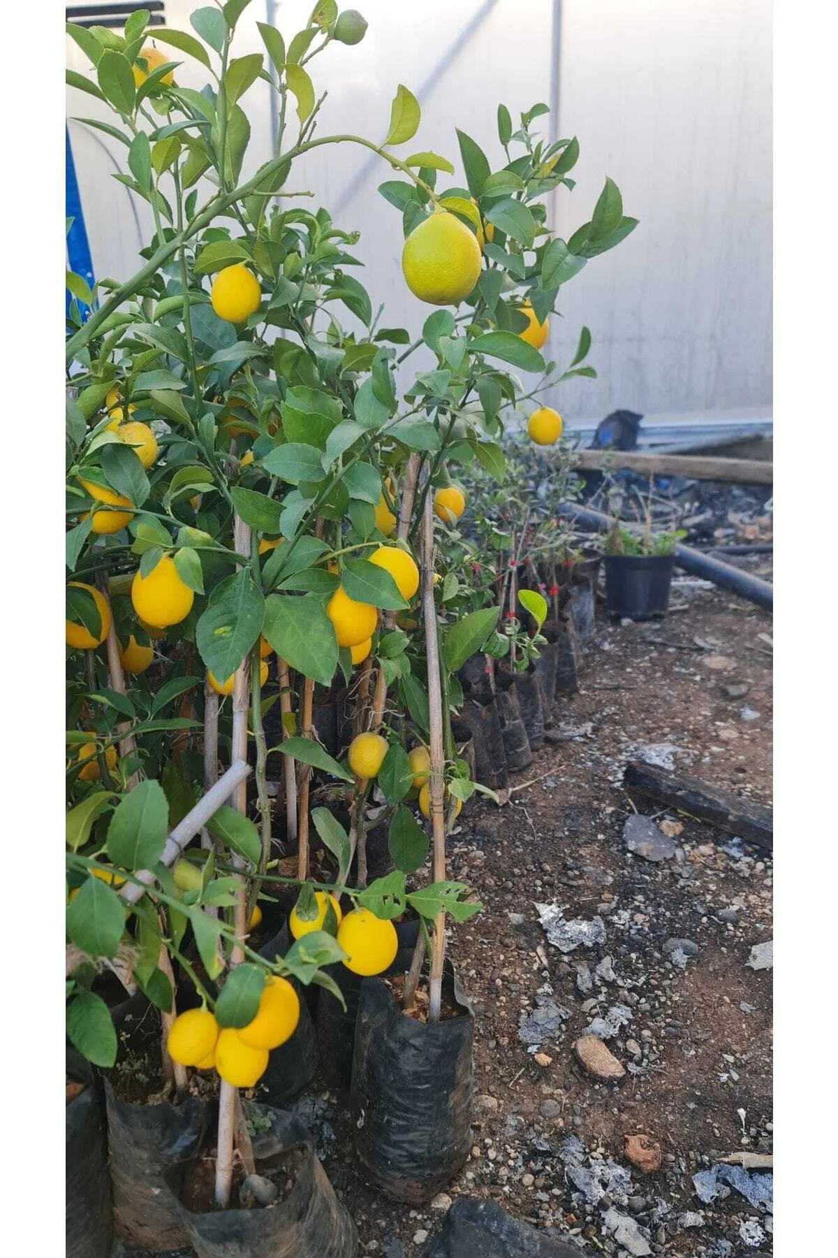 Meyveli Limon Tüplü 80 150 Cm Meyveli Limon Tüplü 80 150 Cm