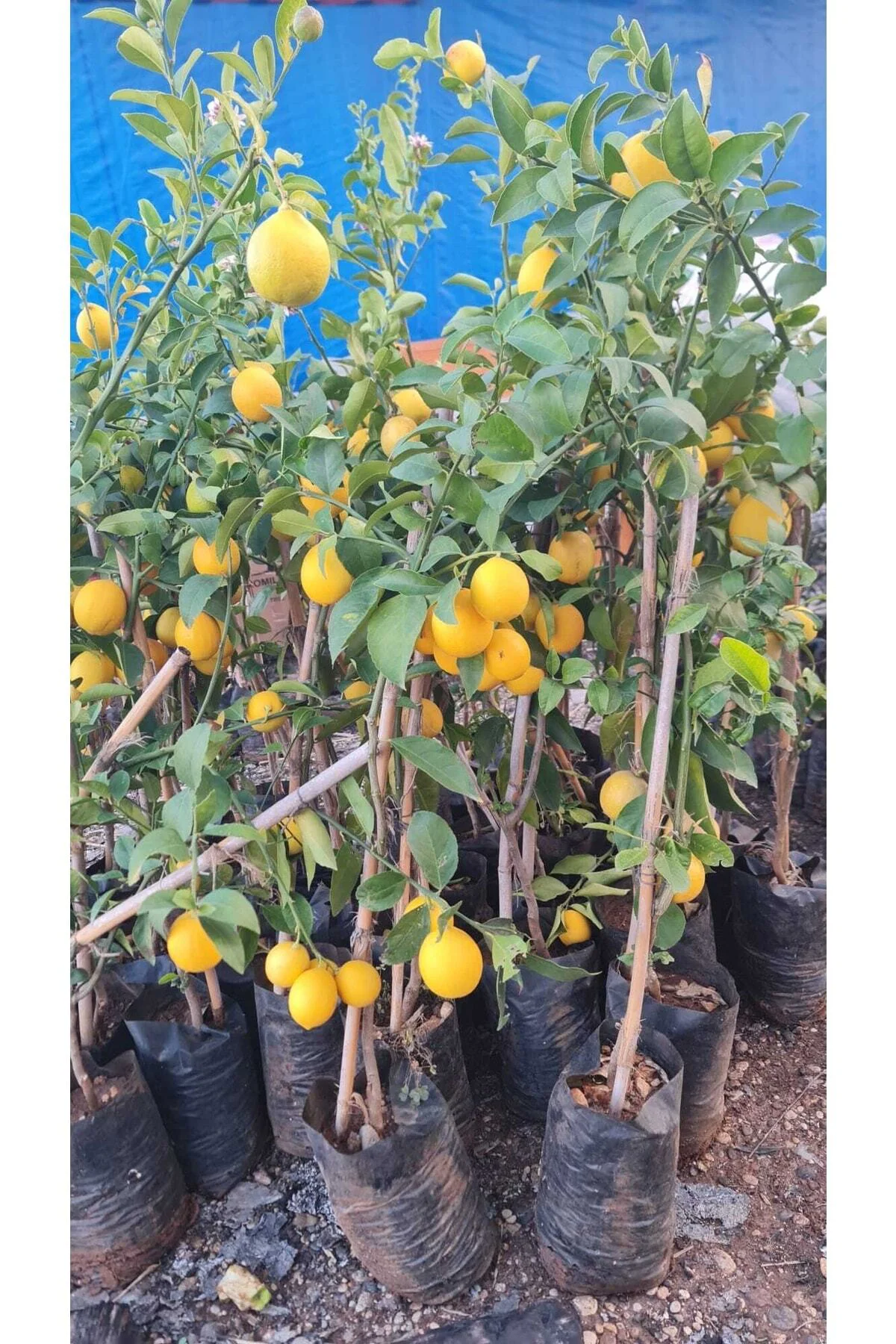 Meyveli Limon Tüplü 80 150 Cm Meyveli Limon Tüplü 80 150 Cm - Görsel 3