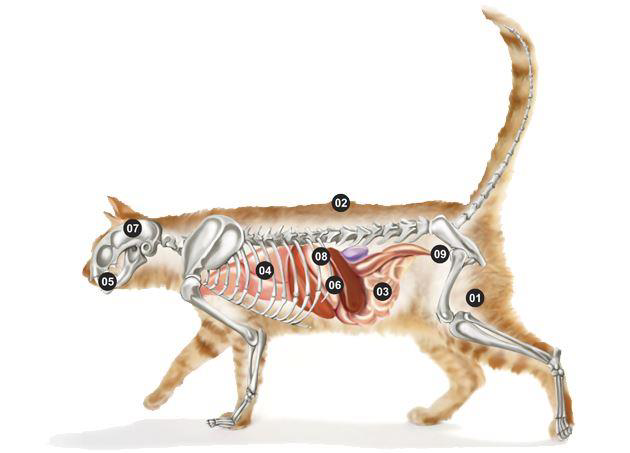 Micho Adult Cat Tavuklu Hamsi ve Pirinç Kedi Maması 1,5 kg Micho Adult Cat Tavuklu Hamsi ve Pirinç Kedi Maması 1,5 kg