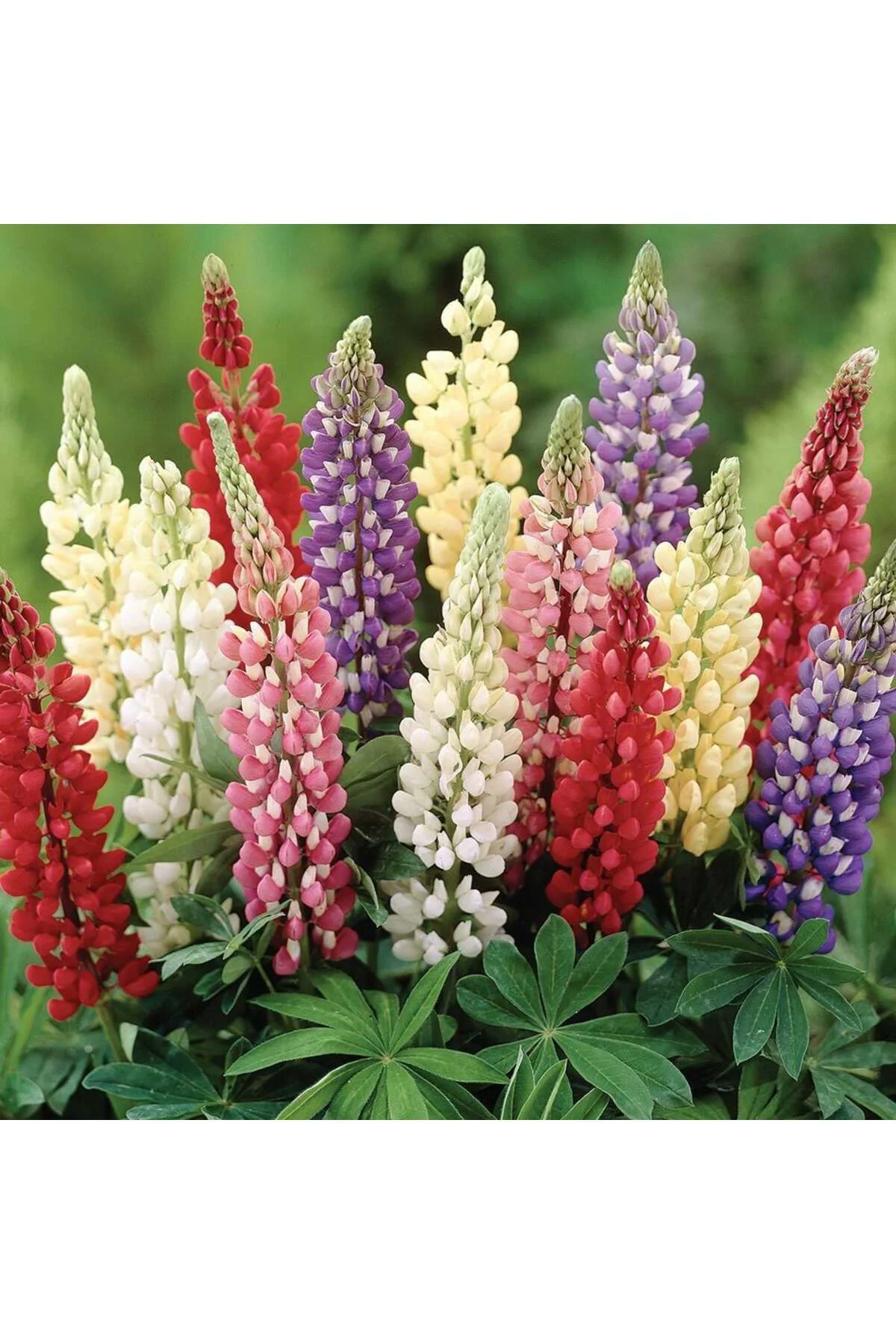 Minarette lupin tohumu bodur minare acı bakla çiçeği lupinus Fiyatı, Yorumları ve Özellikleri
