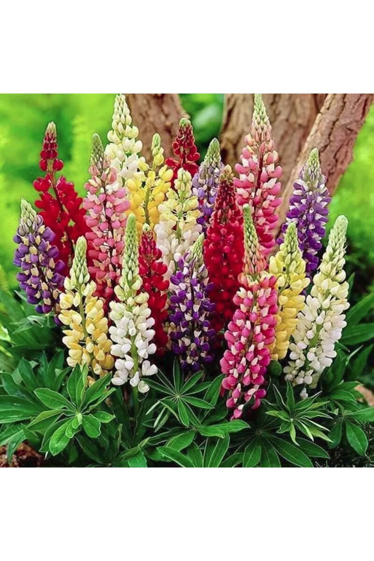 Minarette lupin tohumu bodur minare acı bakla çiçeği lupinus Fiyatı, Yorumları ve Özellikleri