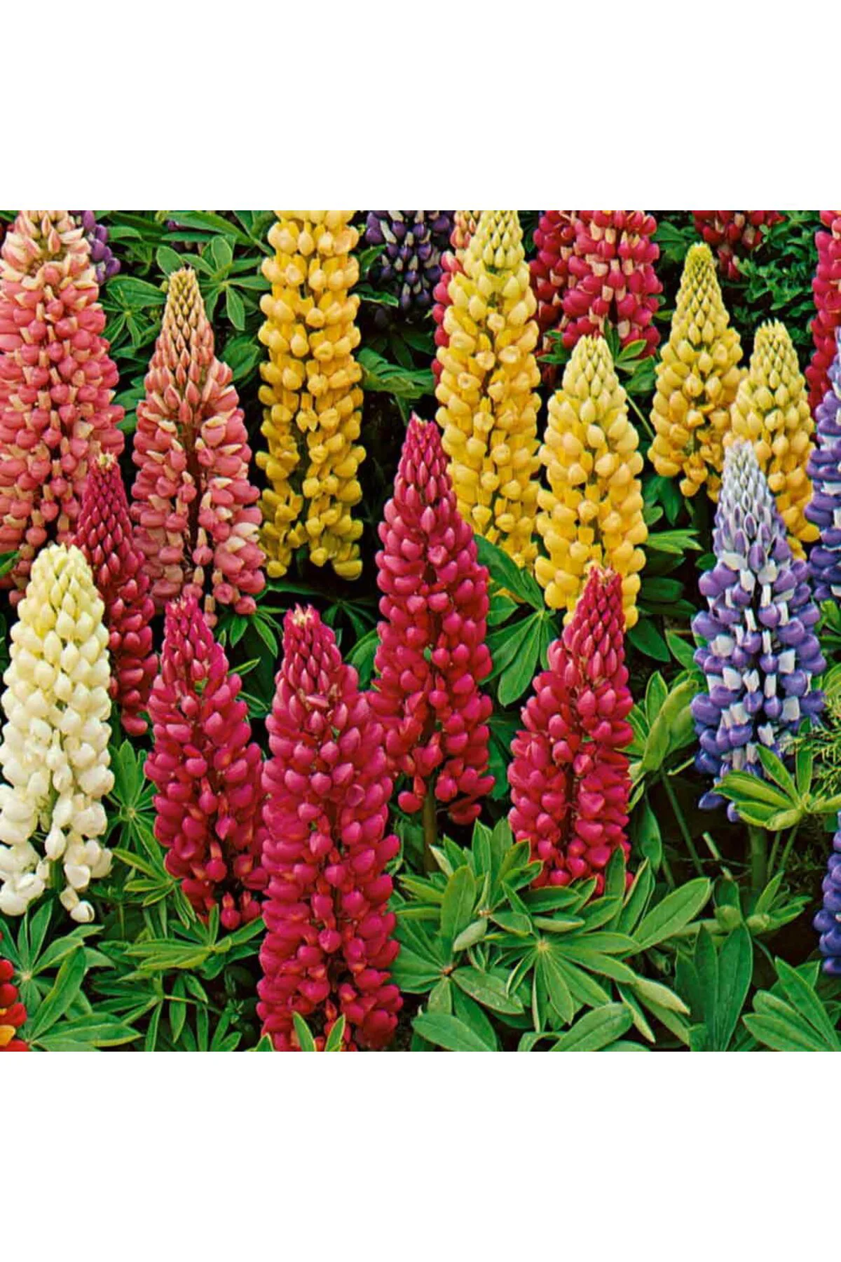Minarette lupin tohumu bodur minare acı bakla çiçeği lupinus Fiyatı, Yorumları ve Özellikleri