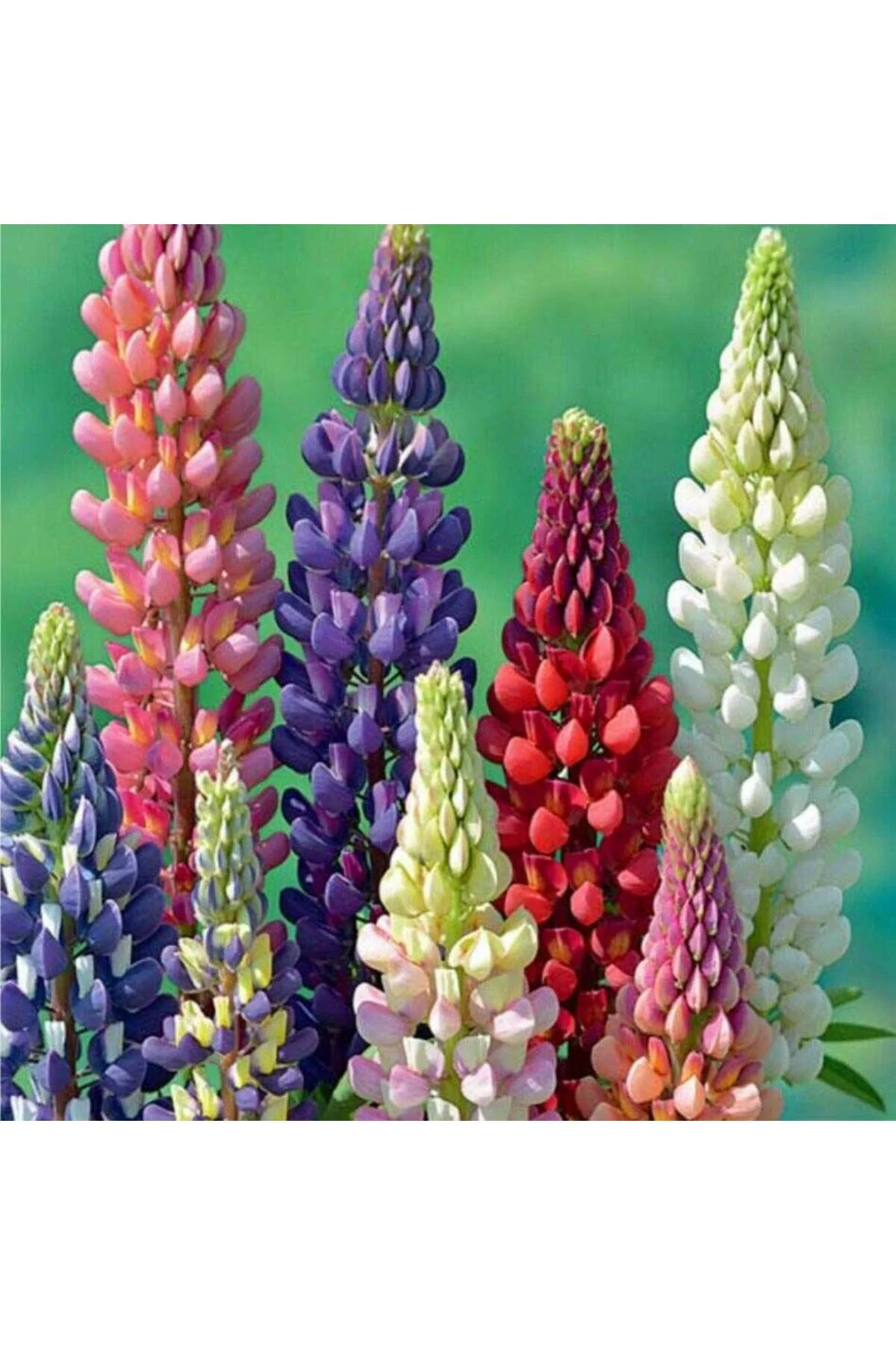 Minarette lupin tohumu bodur minare acı bakla çiçeği lupinus Fiyatı, Yorumları ve Özellikleri