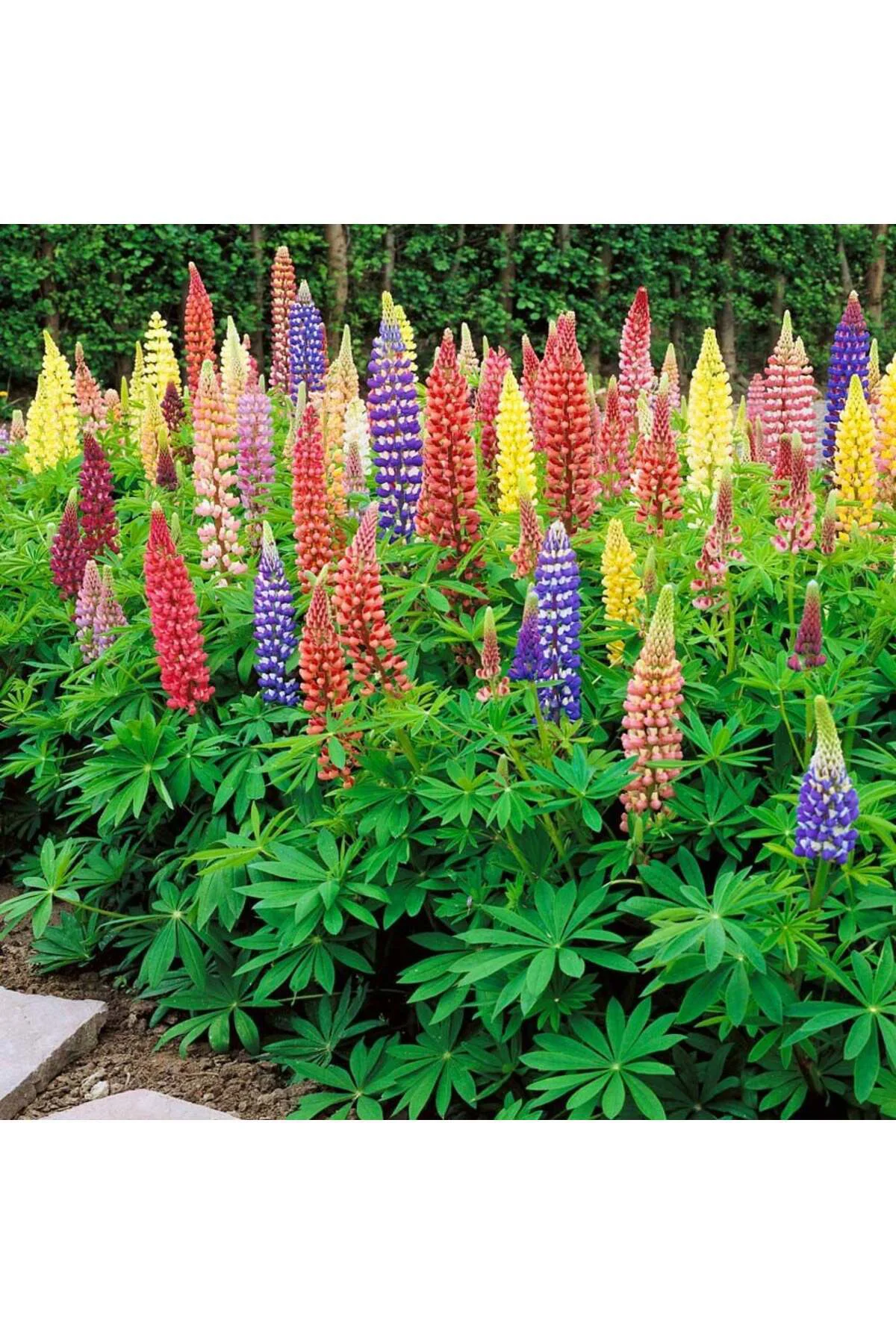 Minarette lupin tohumu bodur minare acı bakla çiçeği lupinus Fiyatı, Yorumları ve Özellikleri