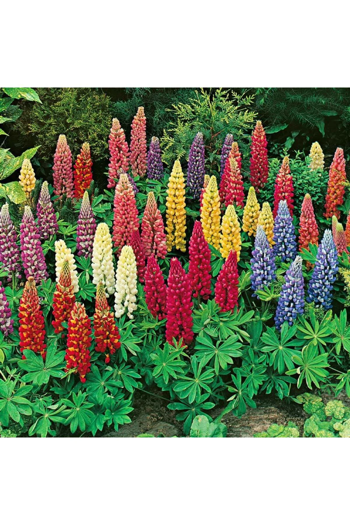 Minarette lupin tohumu bodur minare acı bakla çiçeği lupinus Fiyatı, Yorumları ve Özellikleri