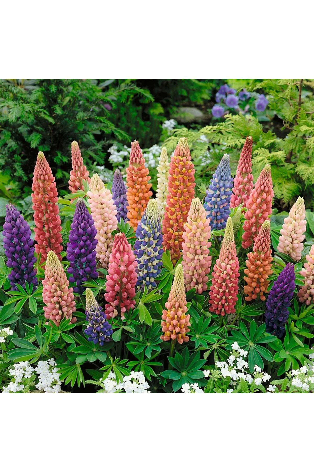 Minarette lupin tohumu bodur minare acı bakla çiçeği lupinus Fiyatı, Yorumları ve Özellikleri