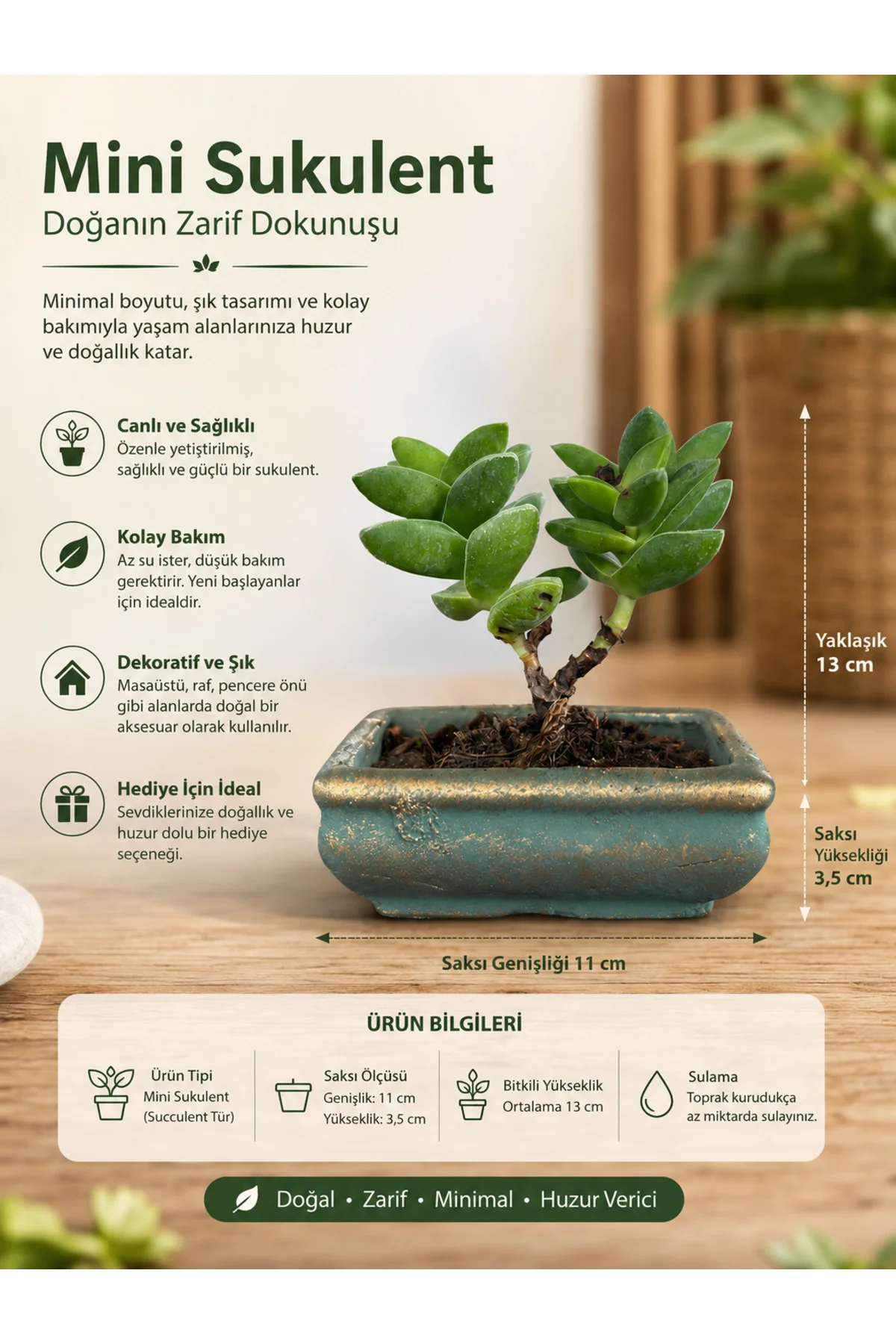 Mini Crassula Perforata Sukulent – Dekoratif Seramik Saksılı Canl