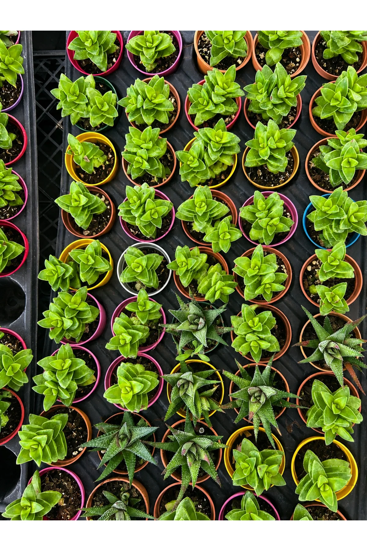 Mini Crassula Perforata Sukulent – Dekoratif Seramik Saksılı Canl