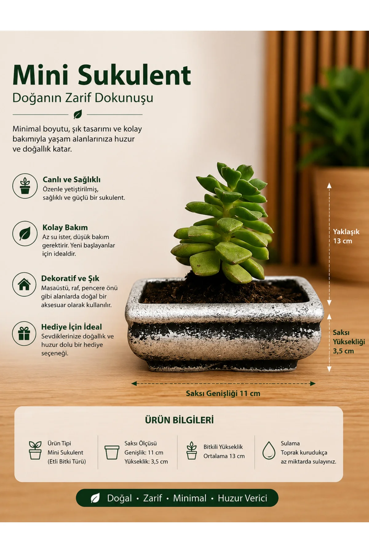 Mini Düğme Sukulent – Saksıda Canlı Dekoratif Bitki