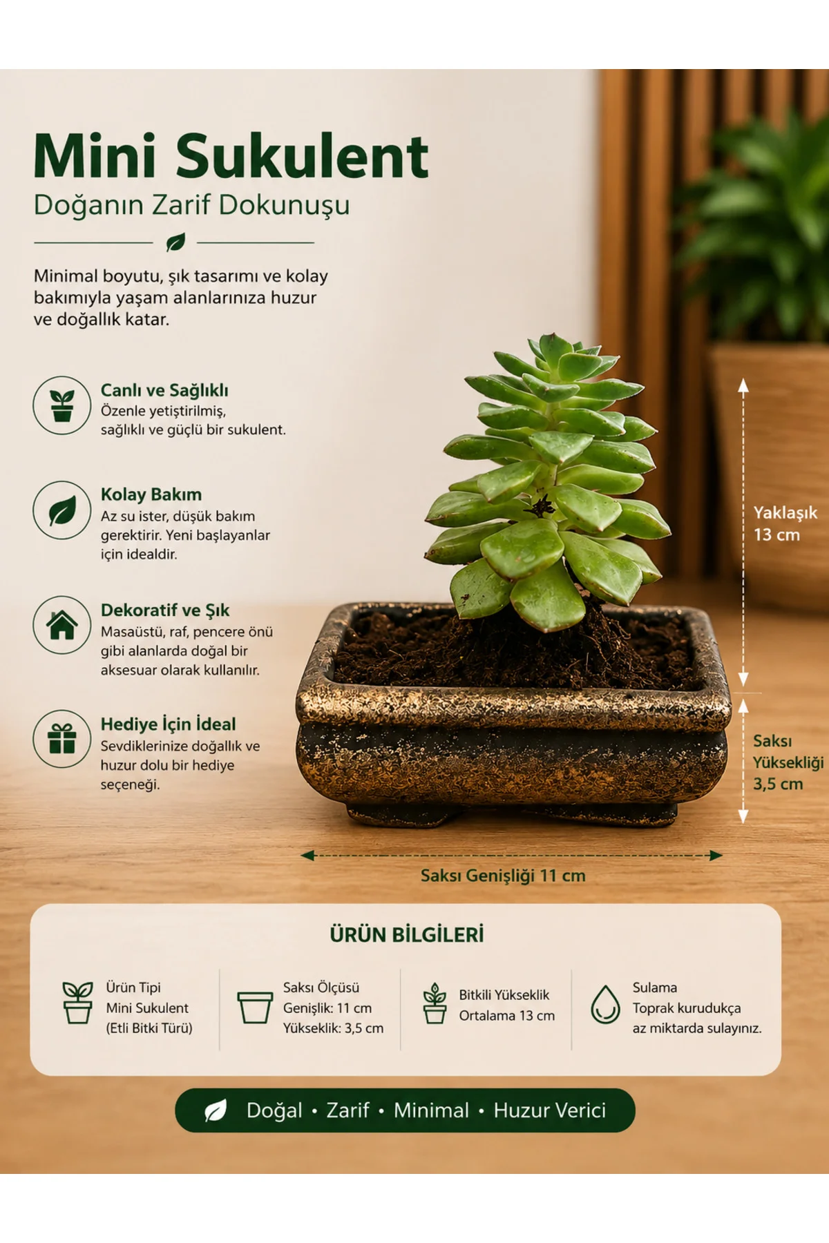 Mini Düğme Sukulent – Saksıda Canlı Dekoratif Bitki 2