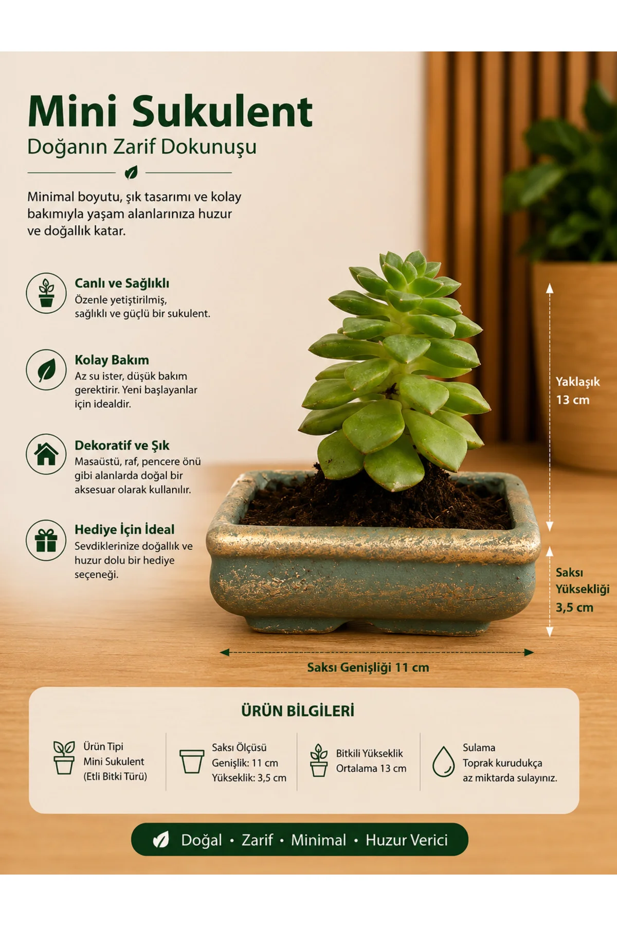 Mini Düğme Sukulent – Saksıda Canlı Dekoratif Bitki 3