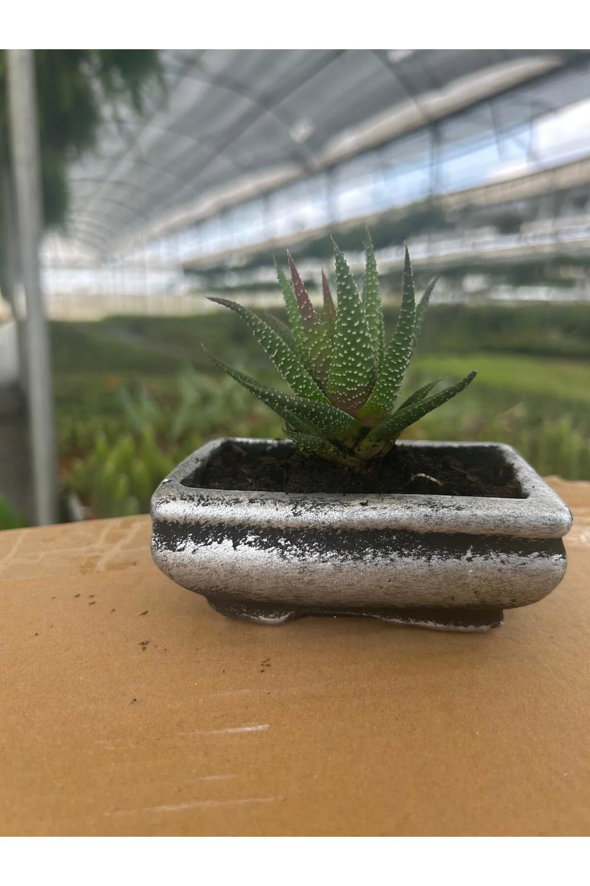 Mini Haworthia Sukulent – Dekoratif Seramik Saksılı Canlı Bitki 3