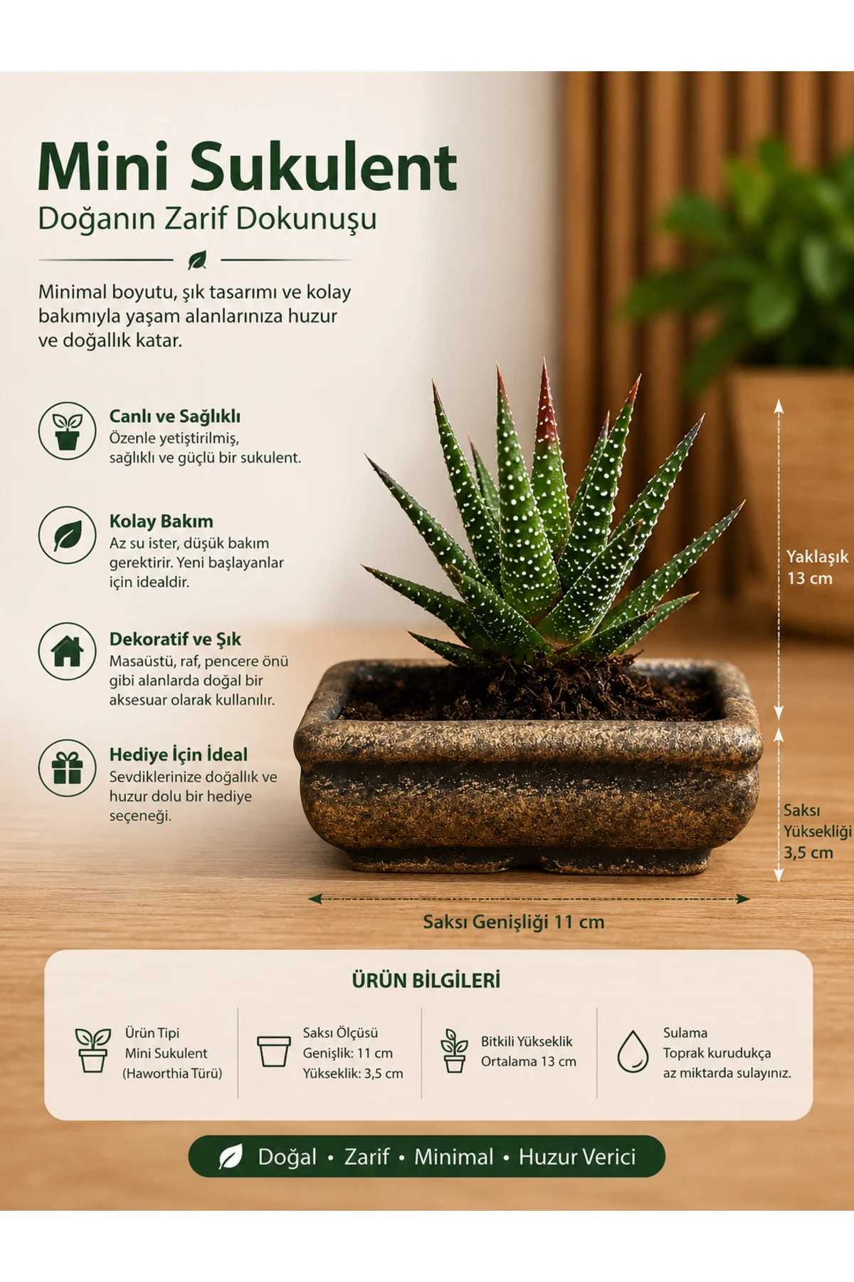Mini Haworthia Sukulent – Dekoratif Seramik Saksılı Canlı Bitki 2