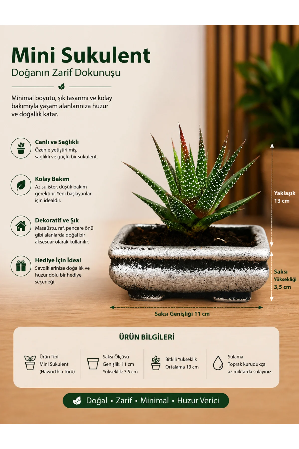 Mini Haworthia Sukulent – Dekoratif Seramik Saksılı Canlı Bitki 3