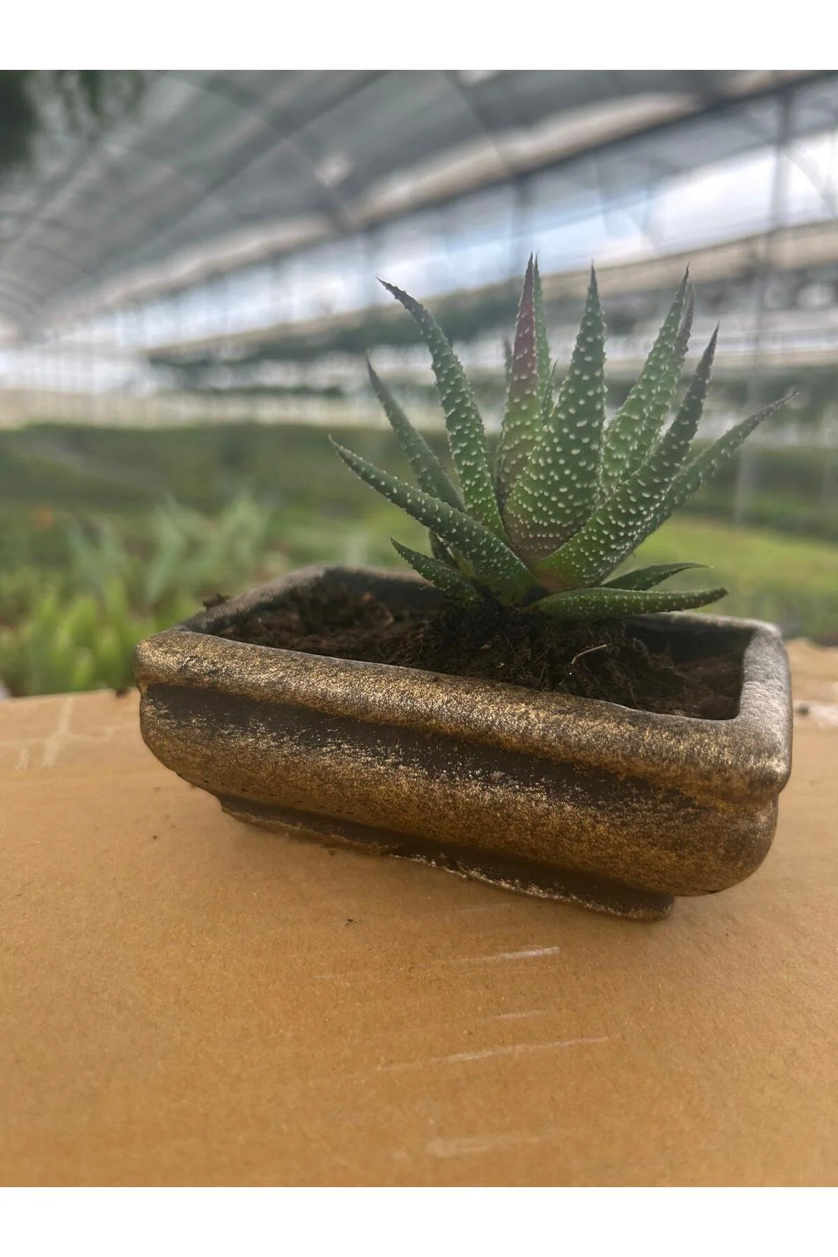 Mini Haworthia Sukulent – Dekoratif Seramik Saksılı Canlı Bitki 2