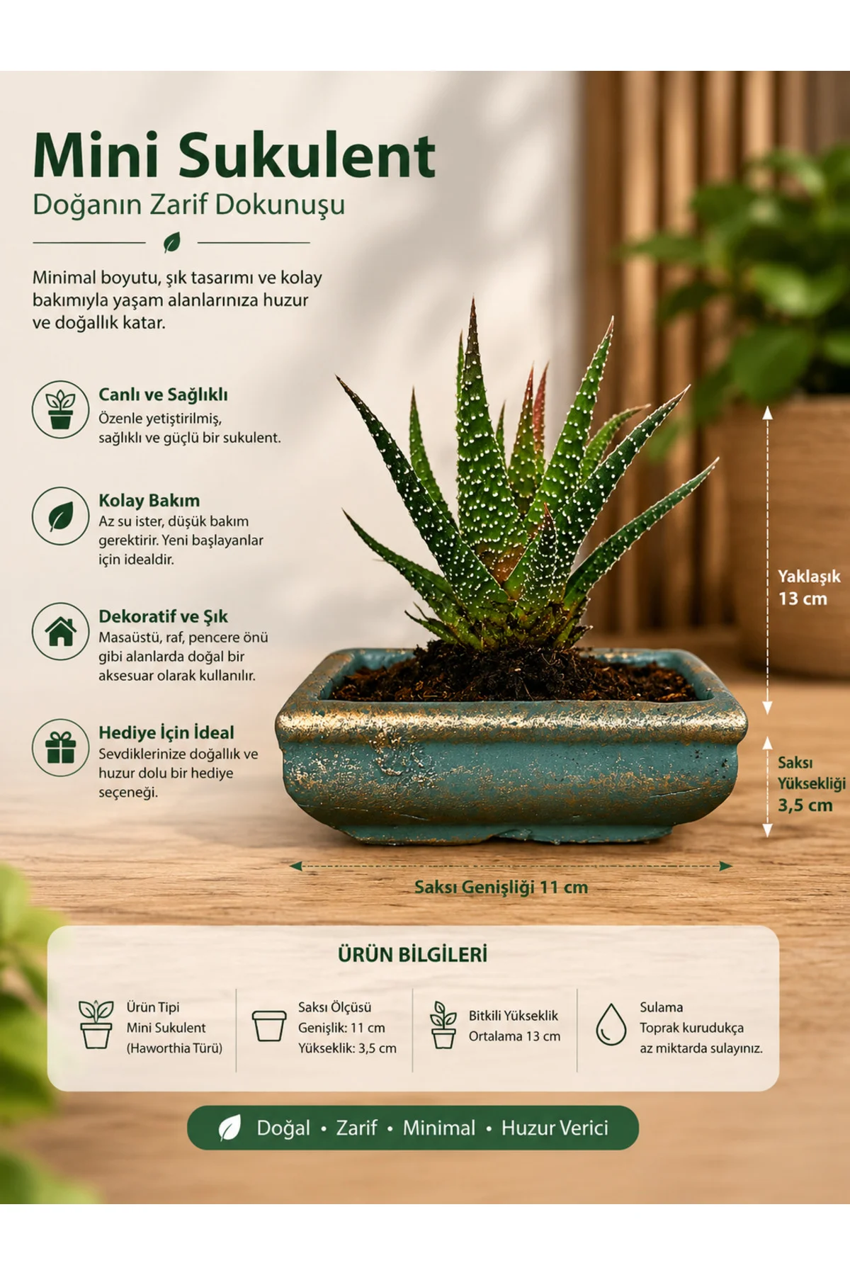 Mini Haworthia Sukulent – Dekoratif Seramik Saksılı Canlı Bitki