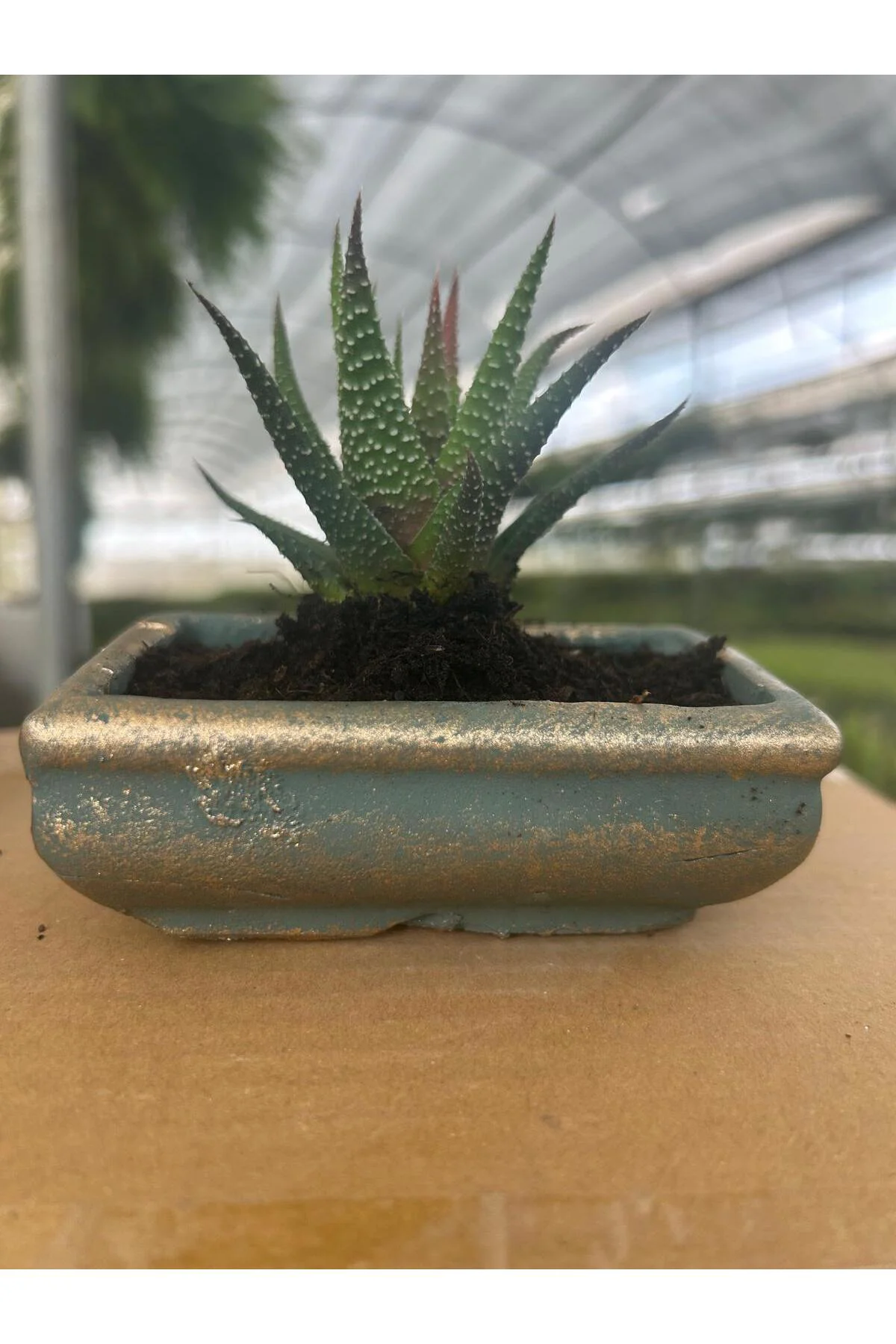 Mini Haworthia Sukulent – Dekoratif Seramik Saksılı Canlı Bitki