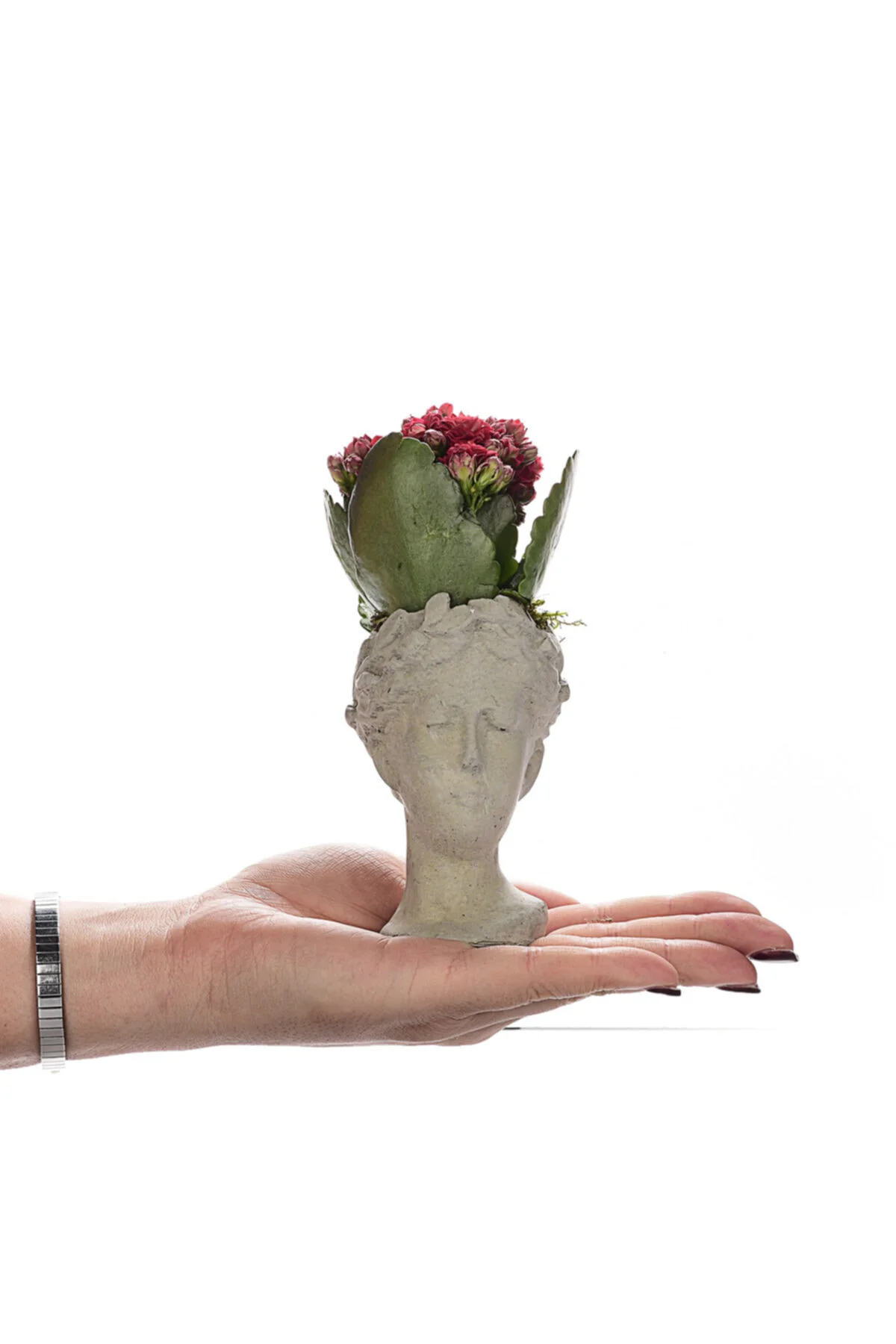 Mini Helen Saksıda Kalanchoe