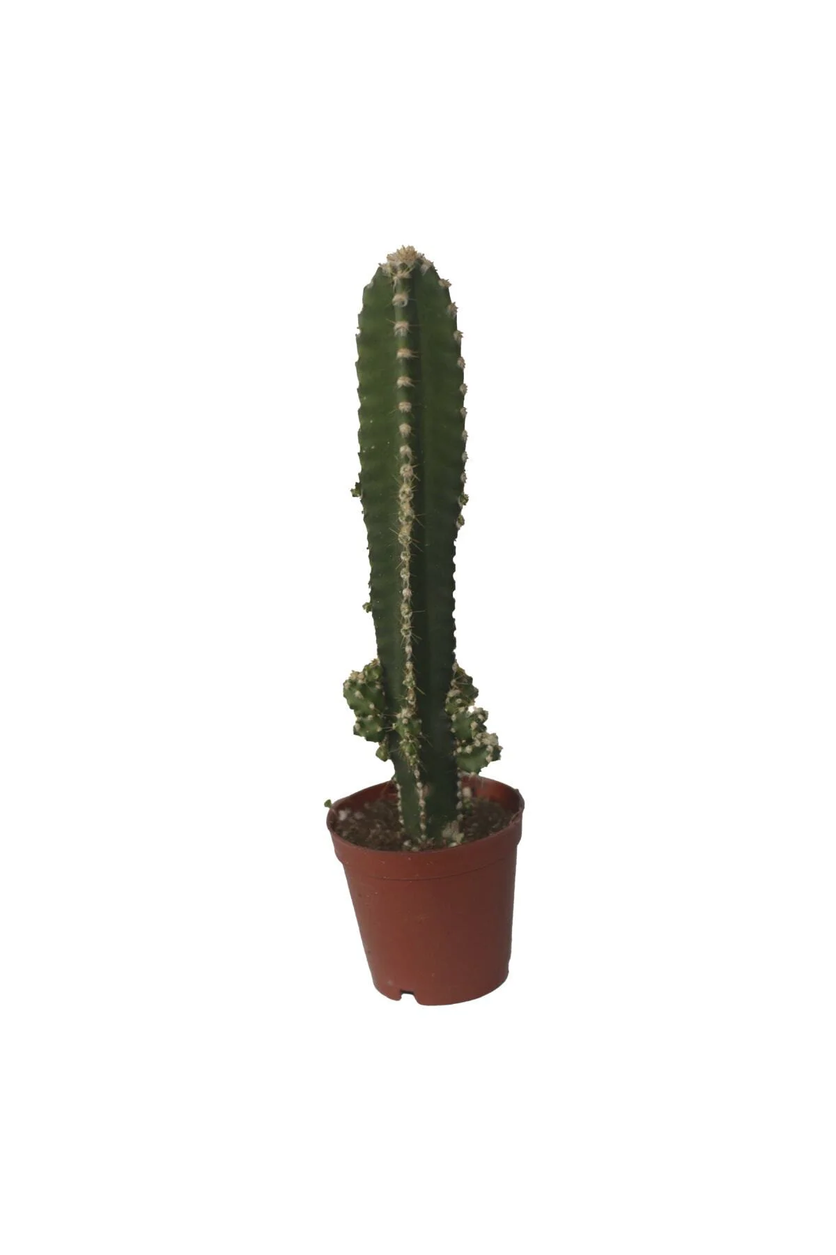 Mini Kaktüs Ev Ve Dekorasyon Bitkisi | Cereus Peruvianus Florida Mini Kaktüs Ev Ve Dekorasyon Bitkisi | Cereus Peruvianus Florida