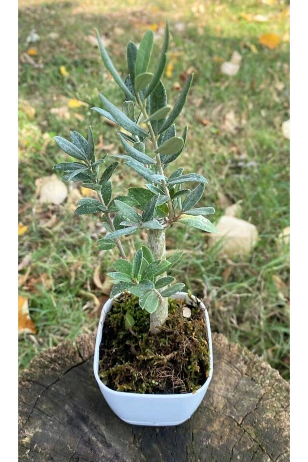 Mini Saksılı Zeytin Fidanı
