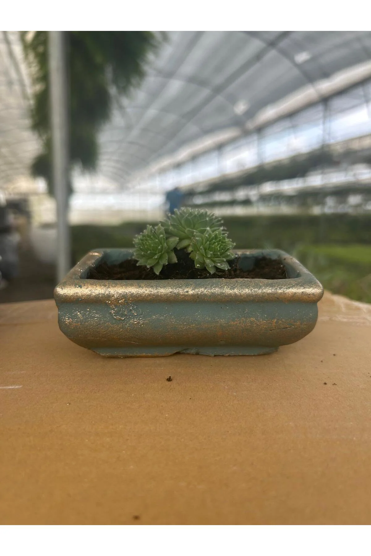 Mini Sempervivum Sukulent – Dekoratif Seramik Saksılı Canlı Bitki