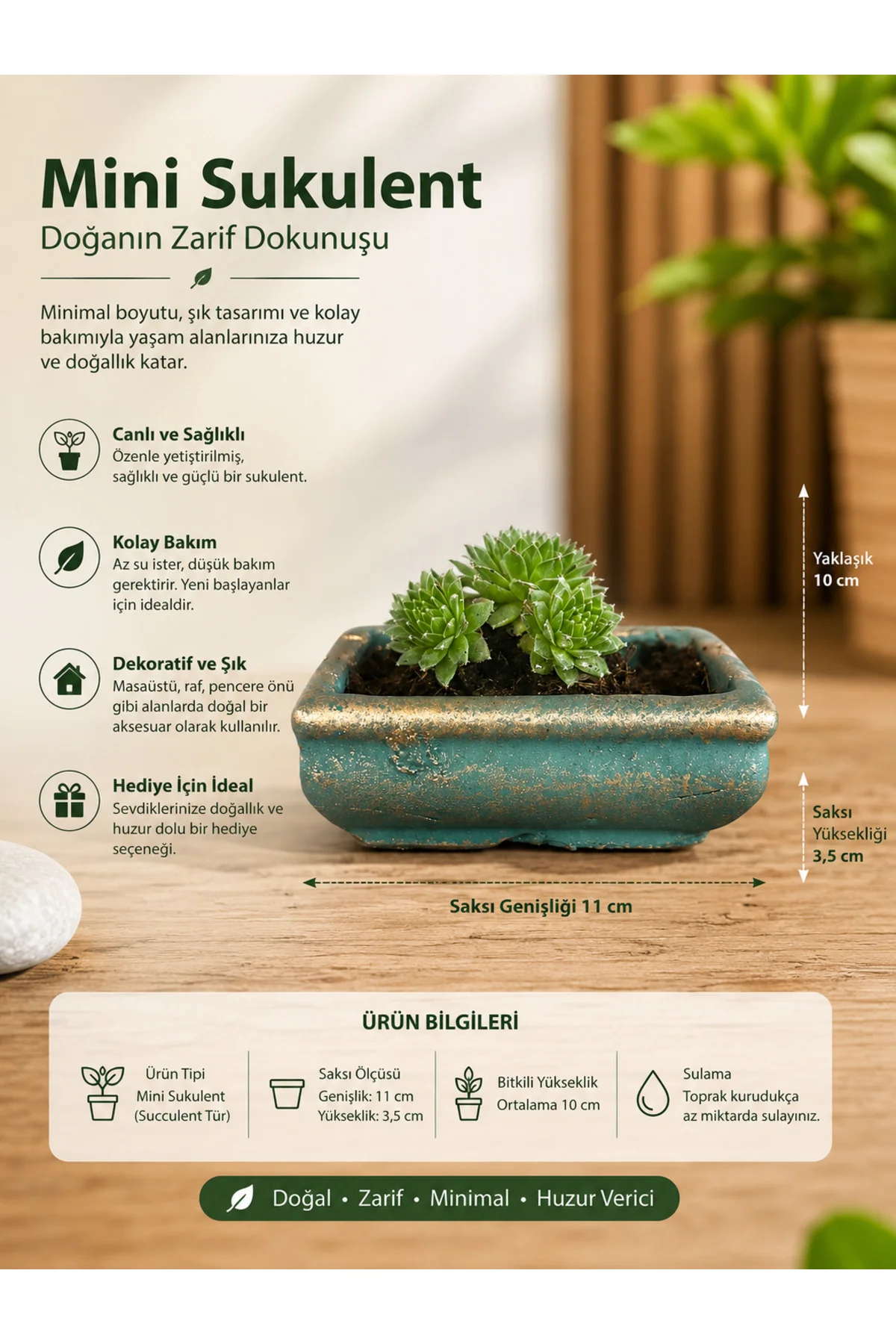 Mini Sempervivum Sukulent – Dekoratif Seramik Saksılı Canlı Bitki