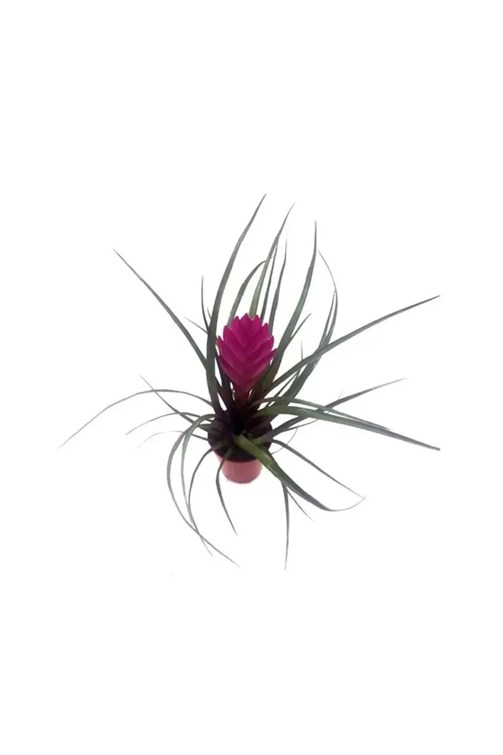 Mini Tillandsia(tillandisya) - Hava Bitkisi - 5,5 Cm Plastik Saks