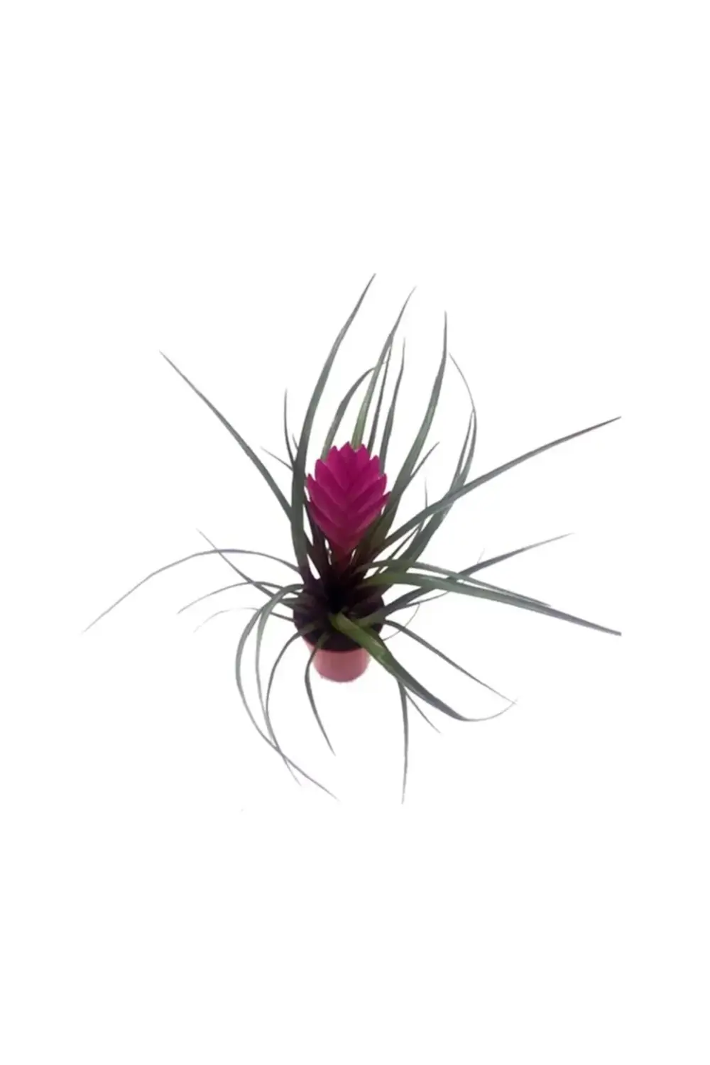 Mini Tillandsia(tillandisya) - Hava Bitkisi - 9 Cm Plastik Saksıd