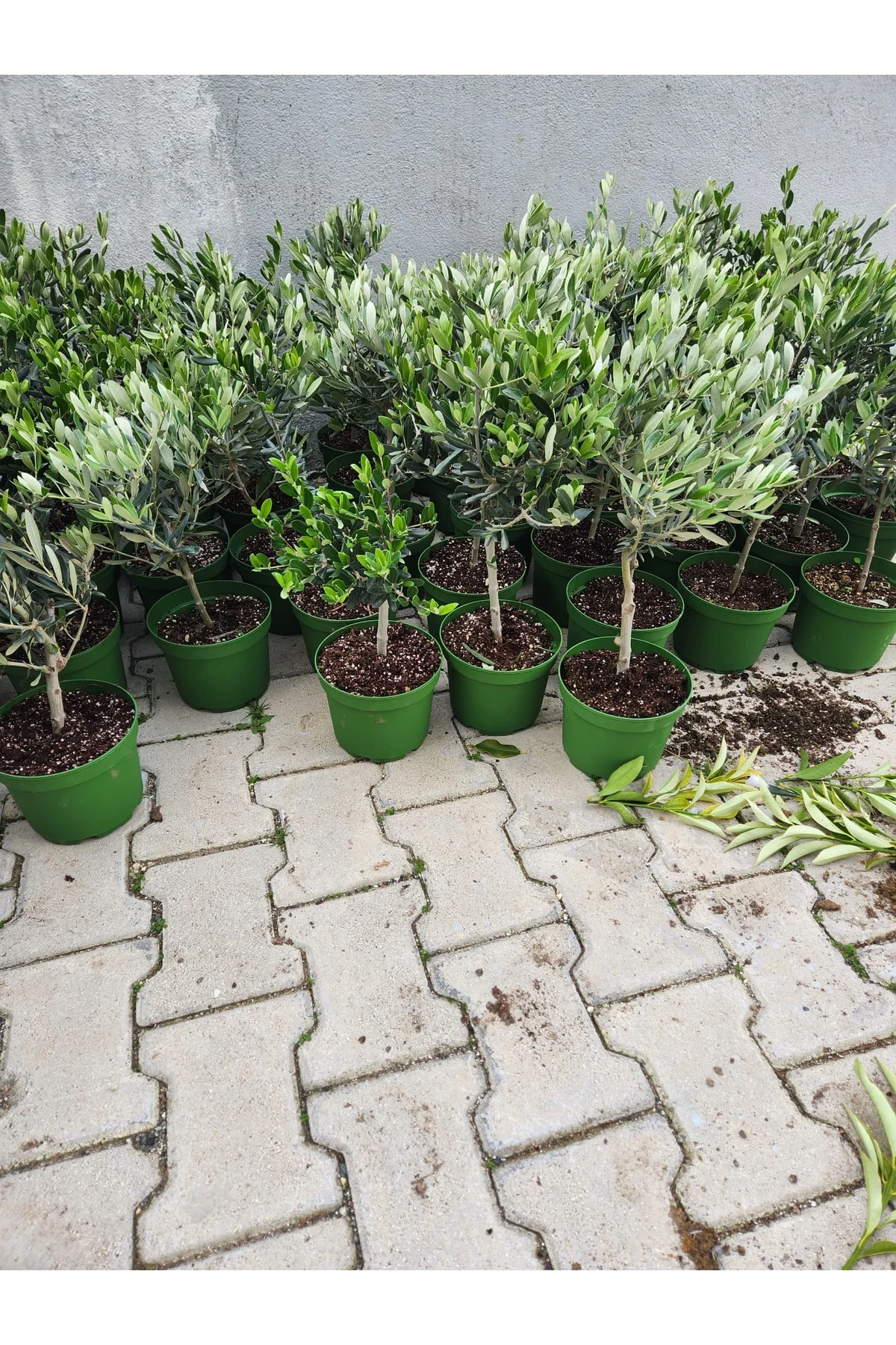 Mini zeytin fidanı