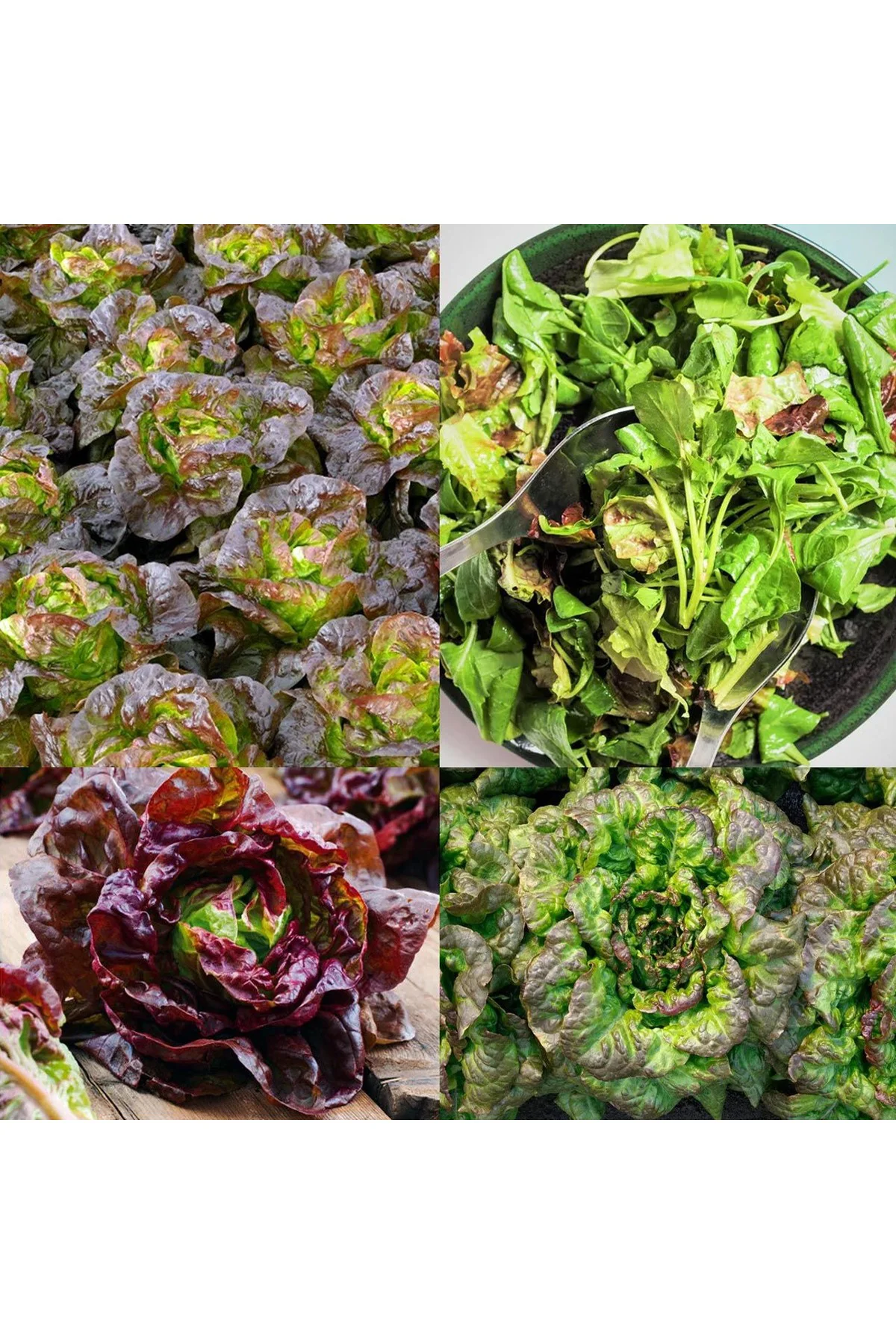 Minyatür fındık marul tohumu bronze mignonette Minyatür fındık marul tohumu bronze mignonette
