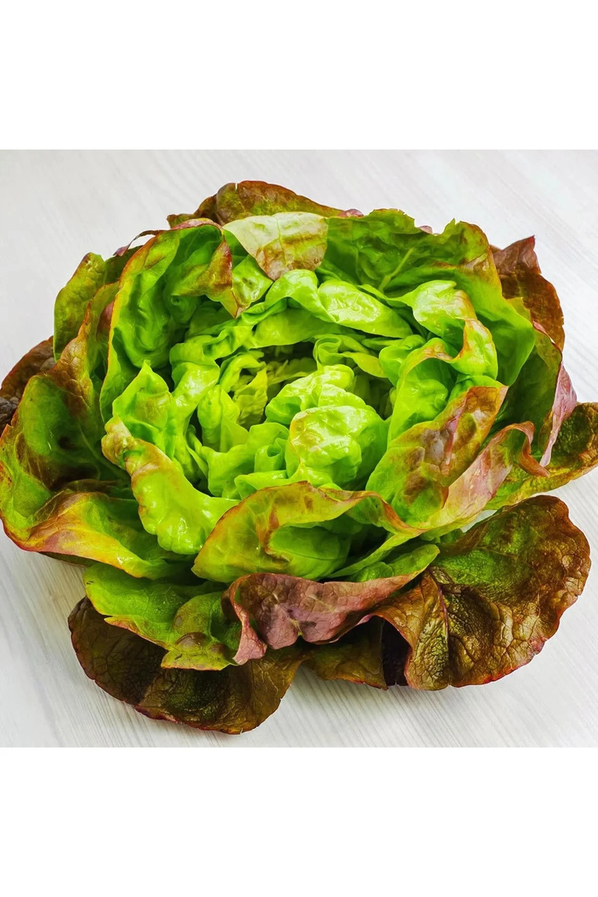 Minyatür fındık marul tohumu bronze mignonette Minyatür fındık marul tohumu bronze mignonette
