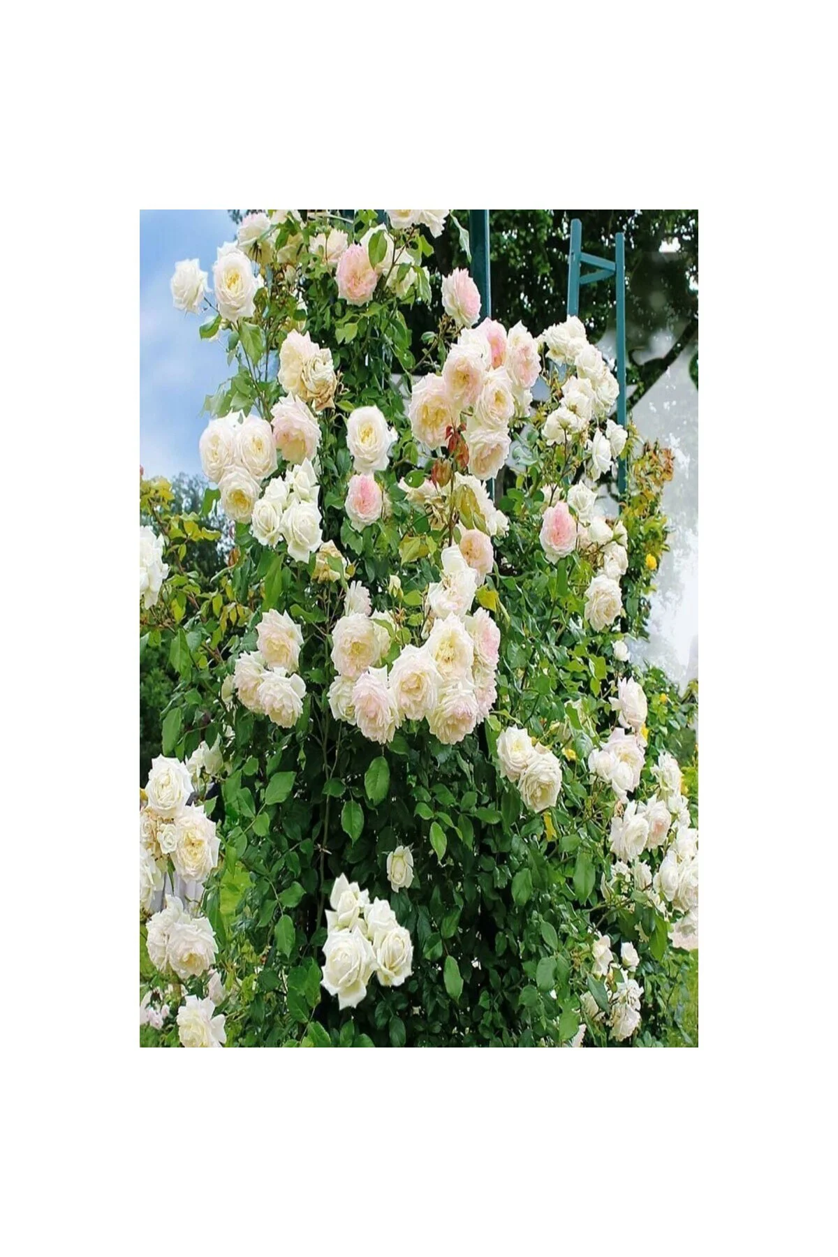 Minyatür Gül Fidanı Krem Beyazı Aşılı Gül Fidanı 10-20 cm