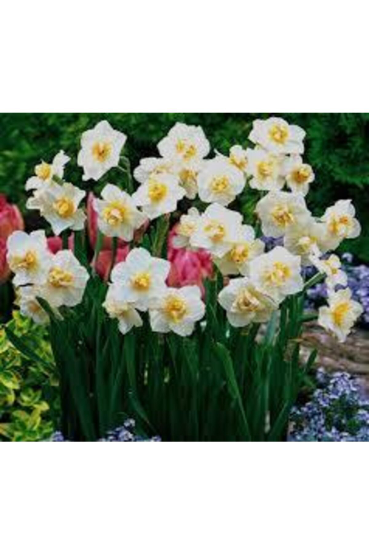 Alanyatropikal Mis Kokulu Karaburun Nergiz (Nergis) Soğanı 10