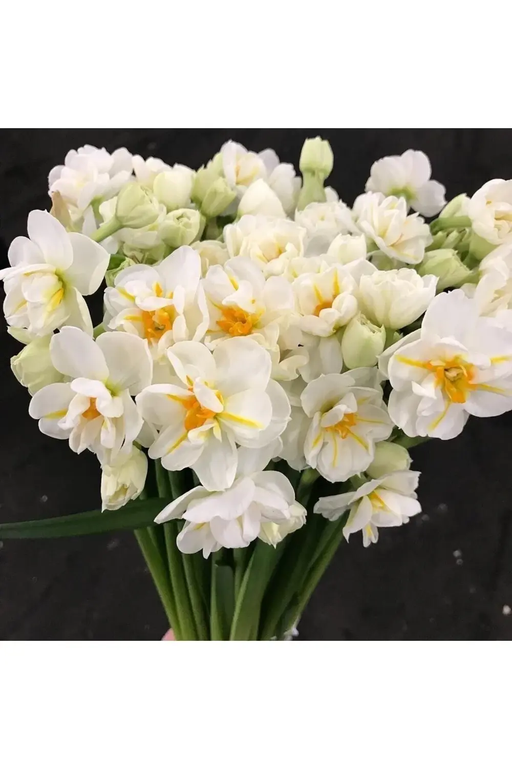 Mis Kokulu Karaburun Nergisi Soğanı 5 Adet