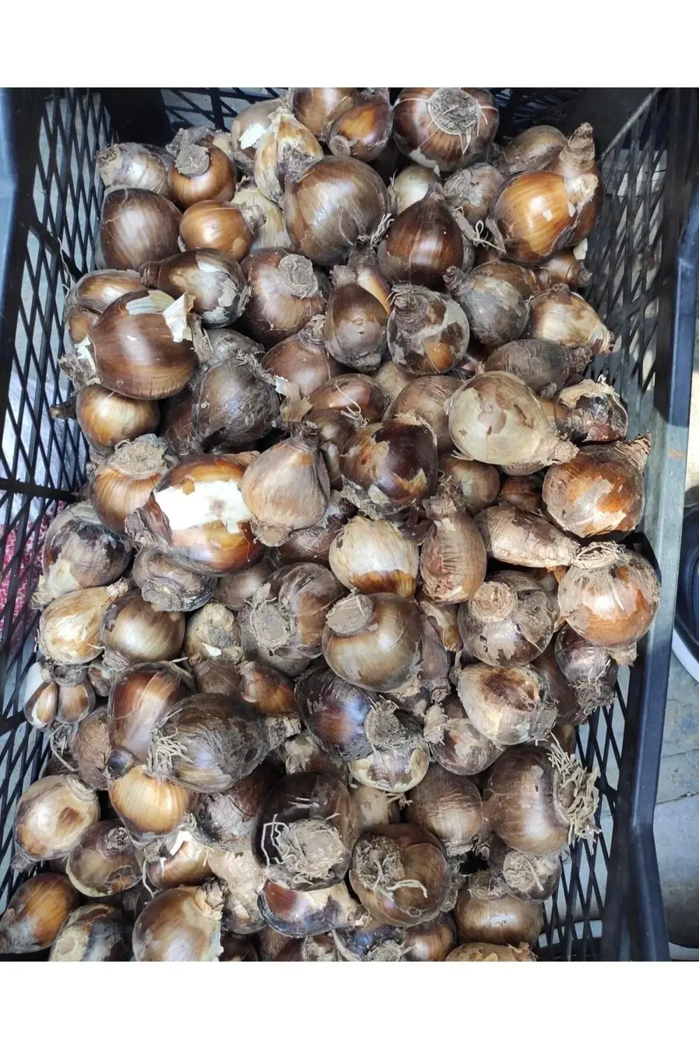 Mis Kokulu Karaburun Nergisi Soğanı 5 Adet