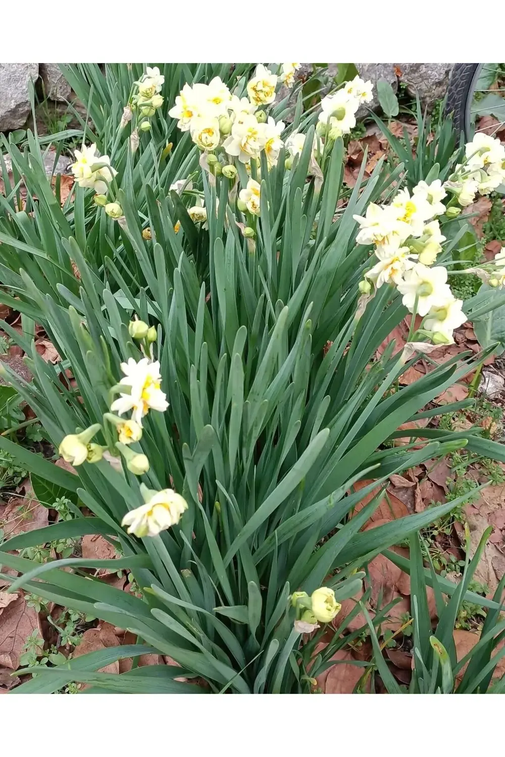 Mis Kokulu Karaburun Nergiz (nergis) Soğanı 10 Adet