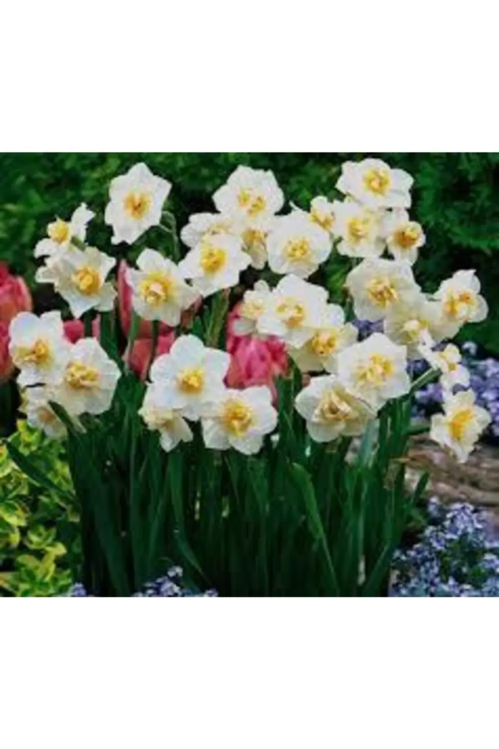 Mis Kokulu Karaburun Nergiz (nergis) Soğanı 10