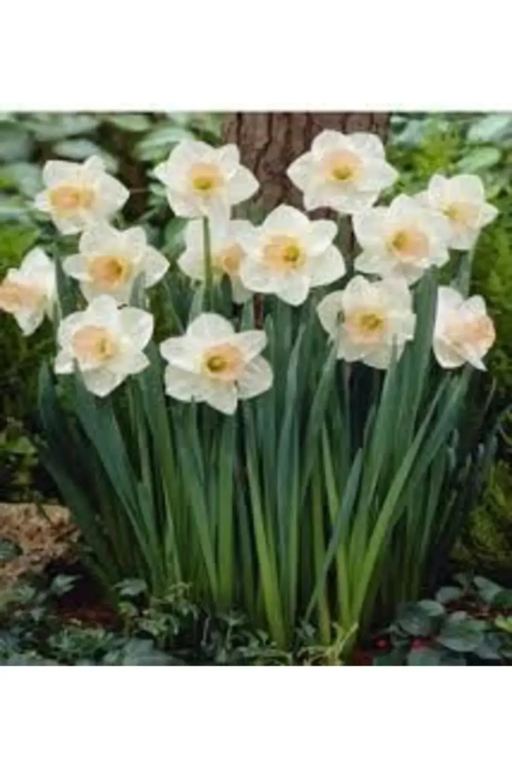 Mis Kokulu Karaburun Nergiz (nergis) Soğanı 10